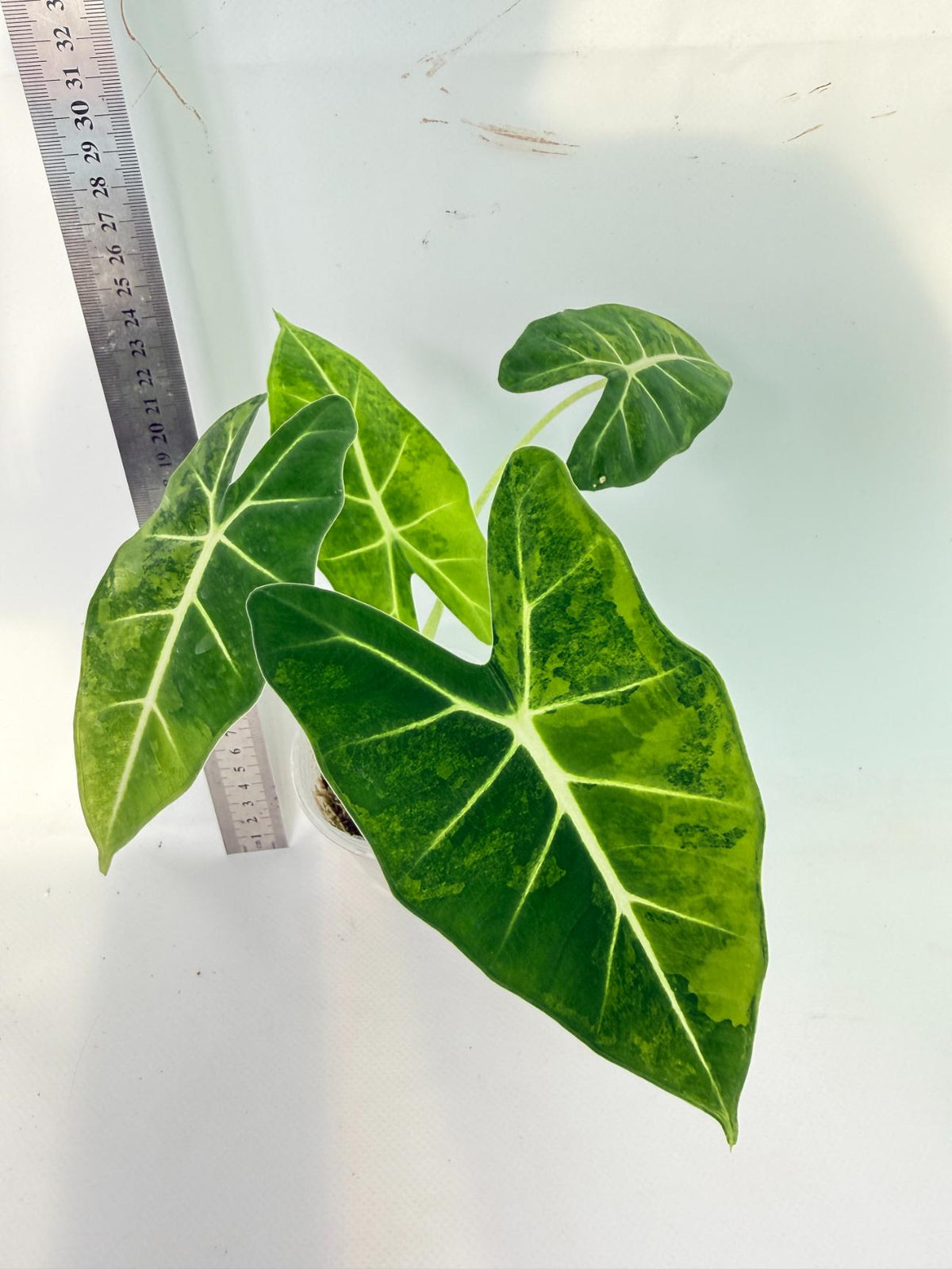 Alocasia Frydek Aurea Variegata 7