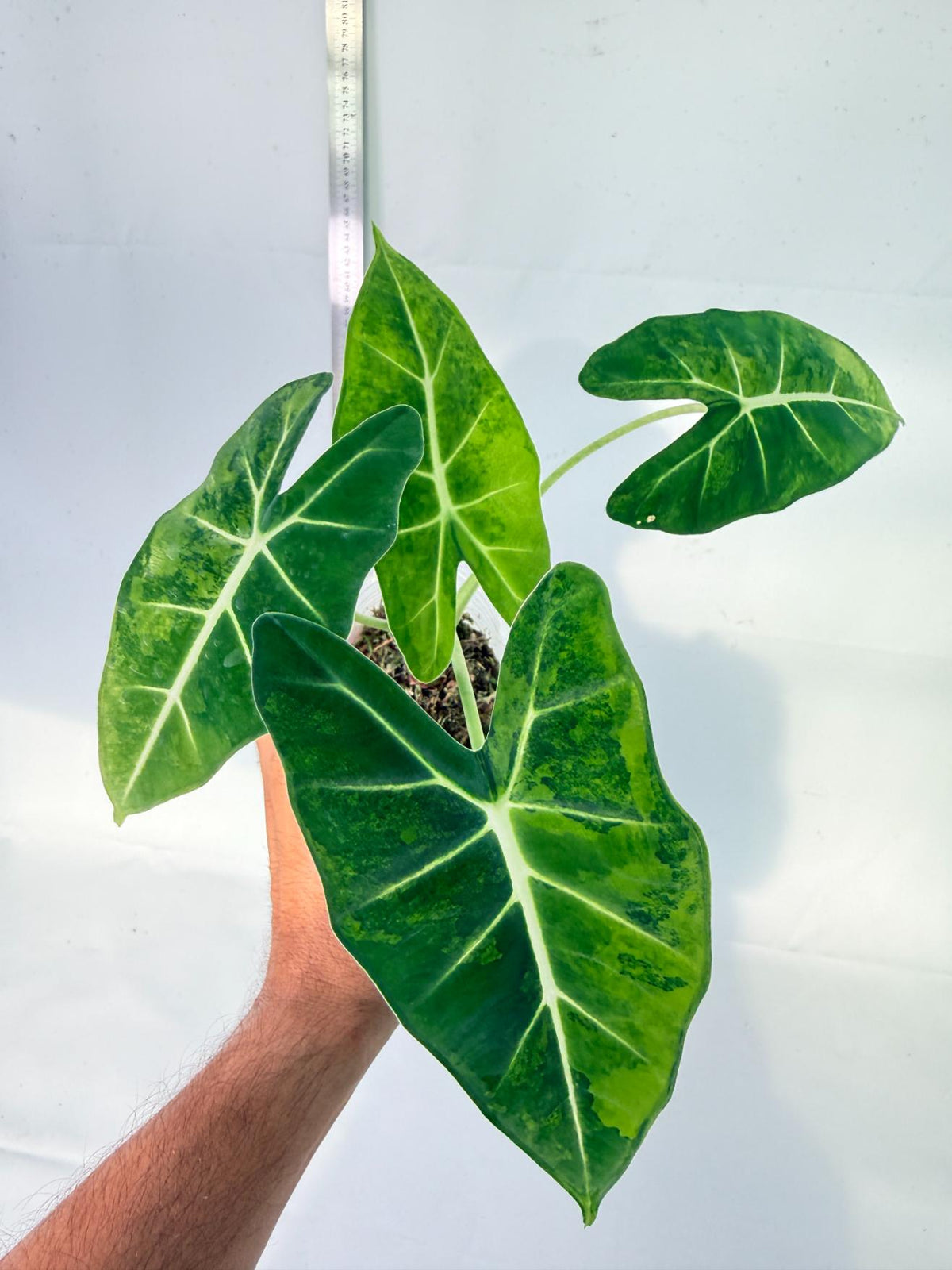 Alocasia Frydek Aurea Variegata 8
