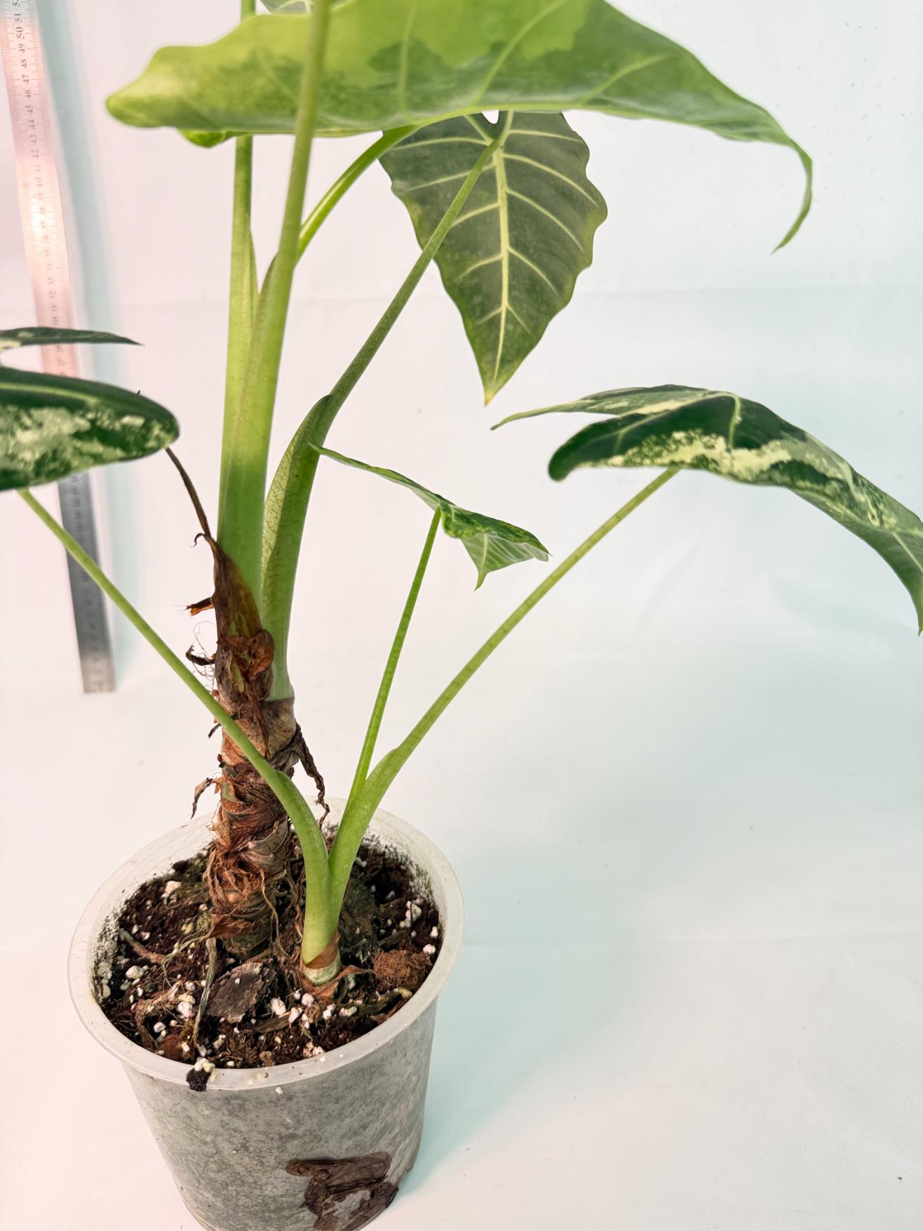 Alocasia Frydek Variegata 12