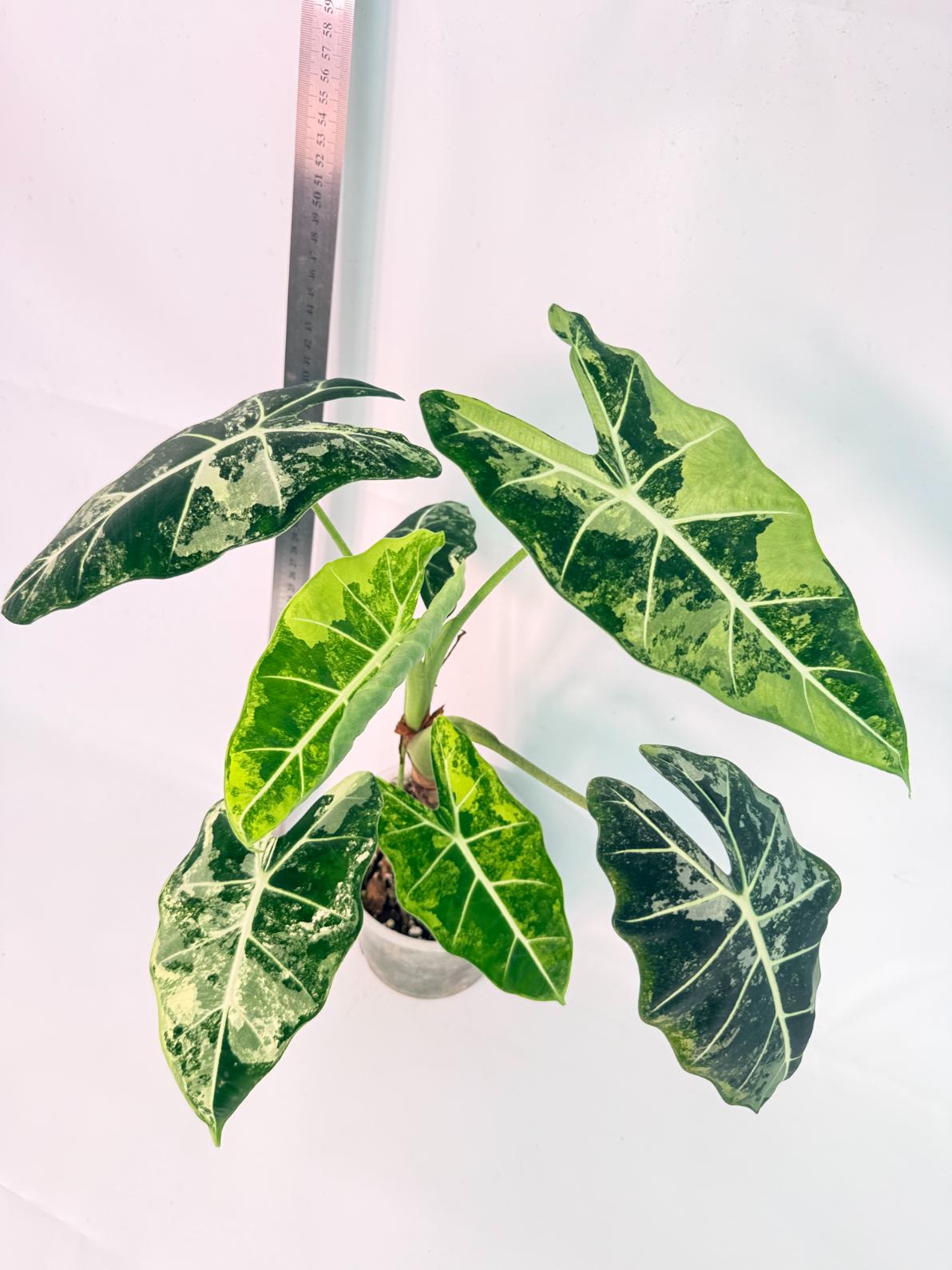 Alocasia Frydek Variegata 8