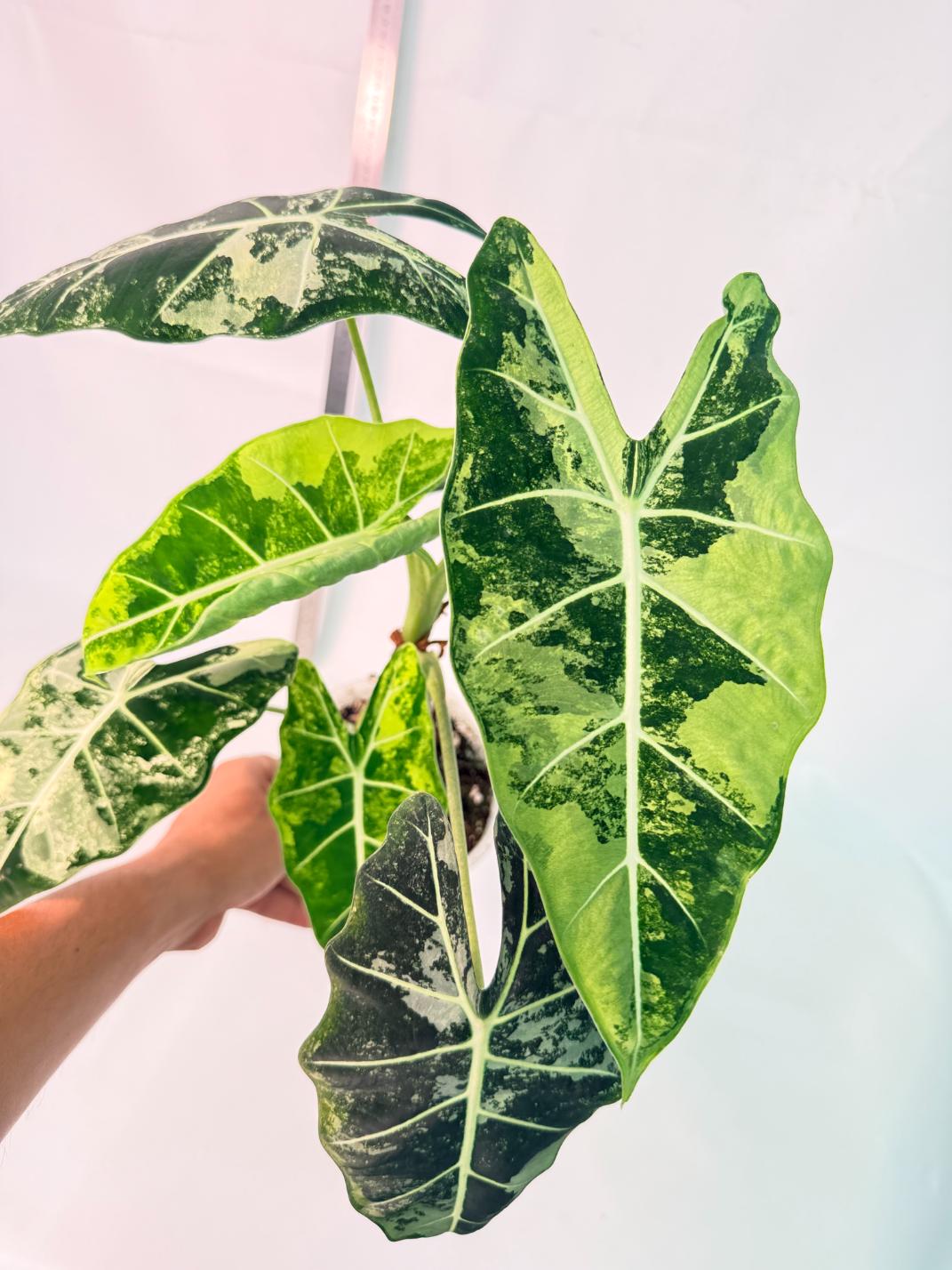 Alocasia Frydek Variegata 9
