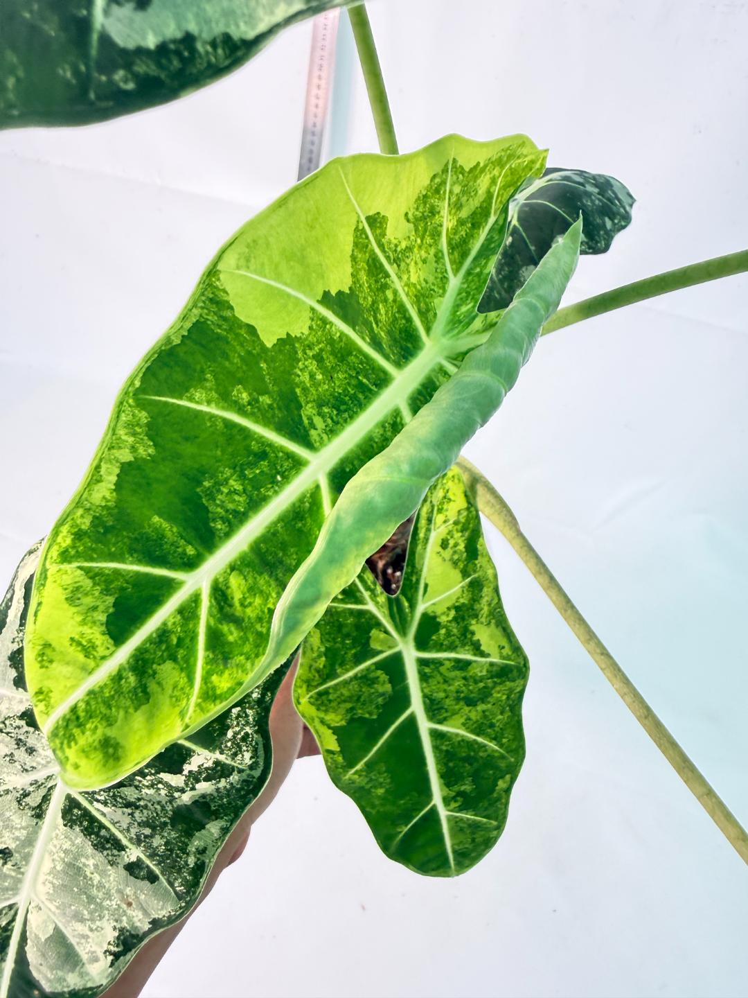 Alocasia Frydek Variegata 10
