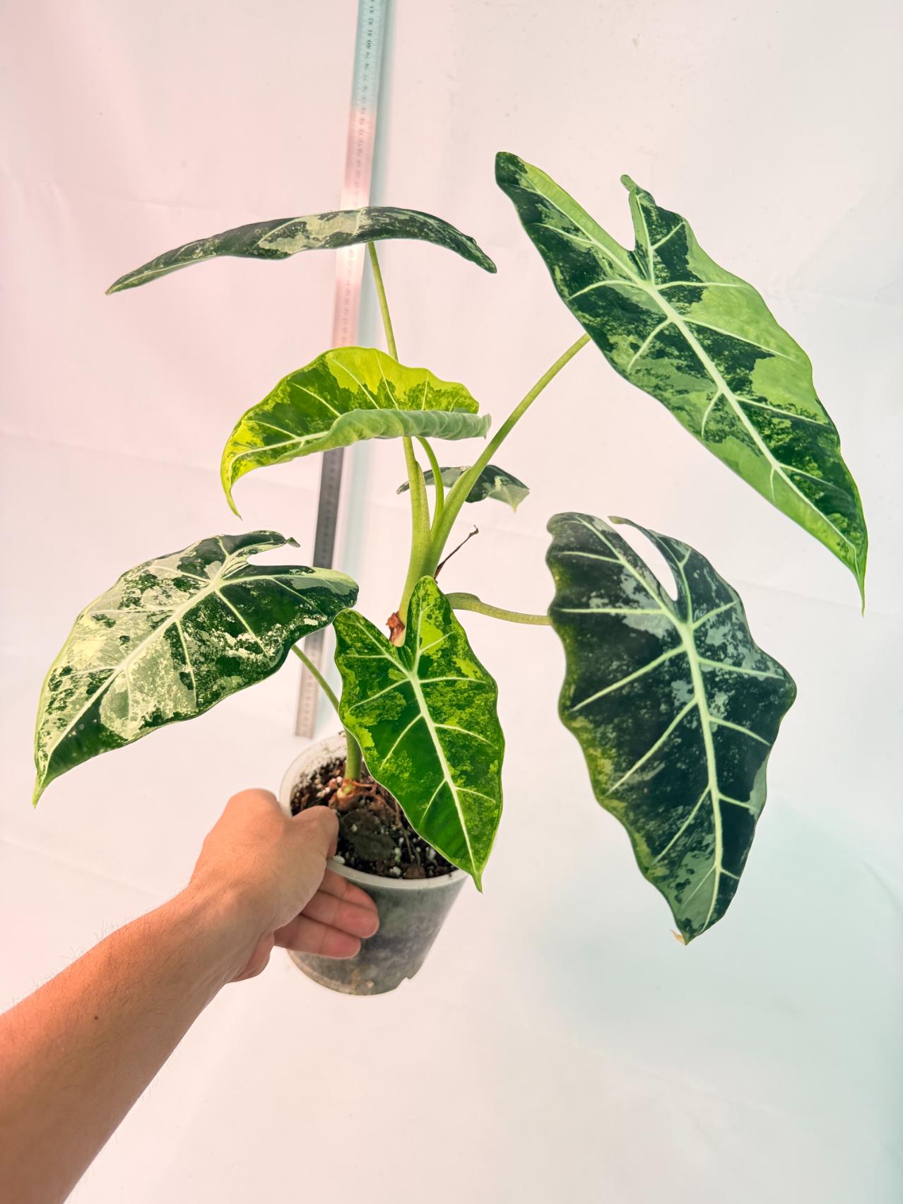Alocasia Frydek Variegata 11