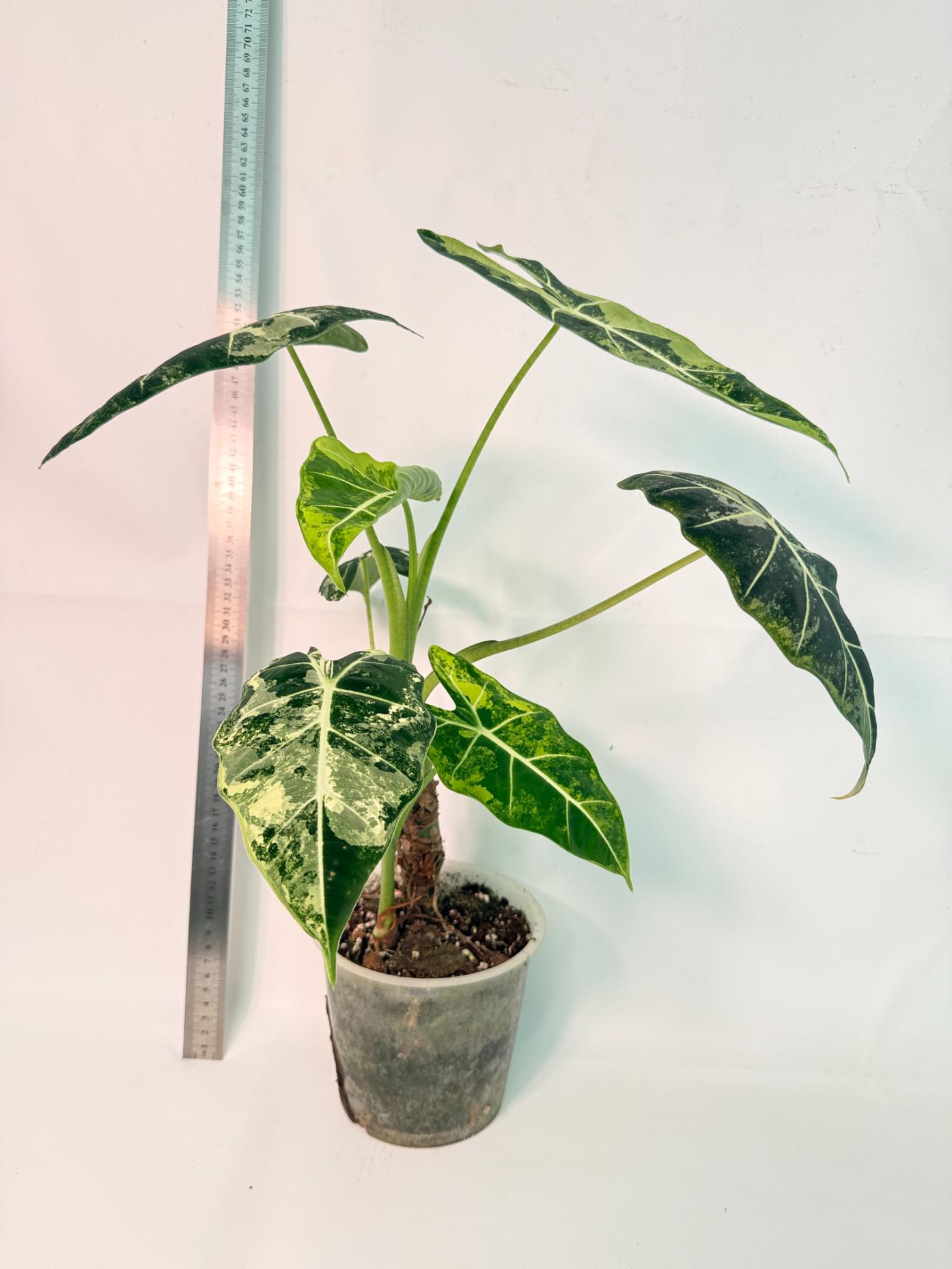 Alocasia Frydek Variegata 7