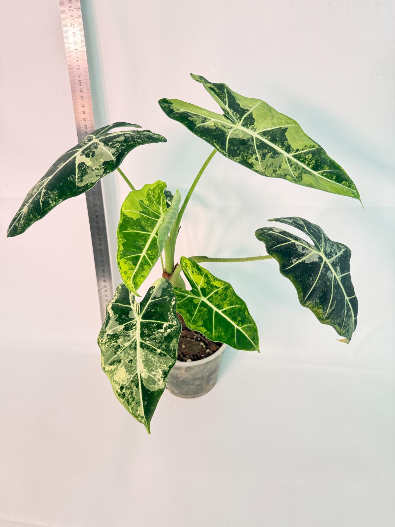 Alocasia Frydek Variegata 1