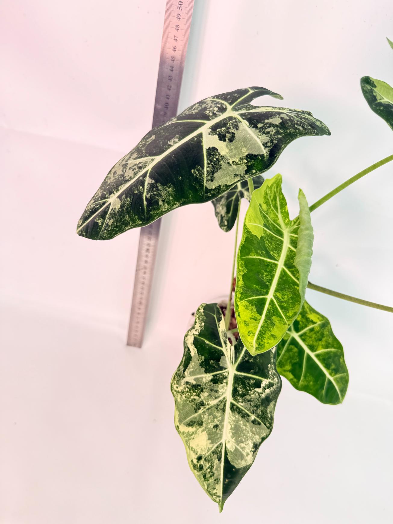 Alocasia Frydek Variegata 4