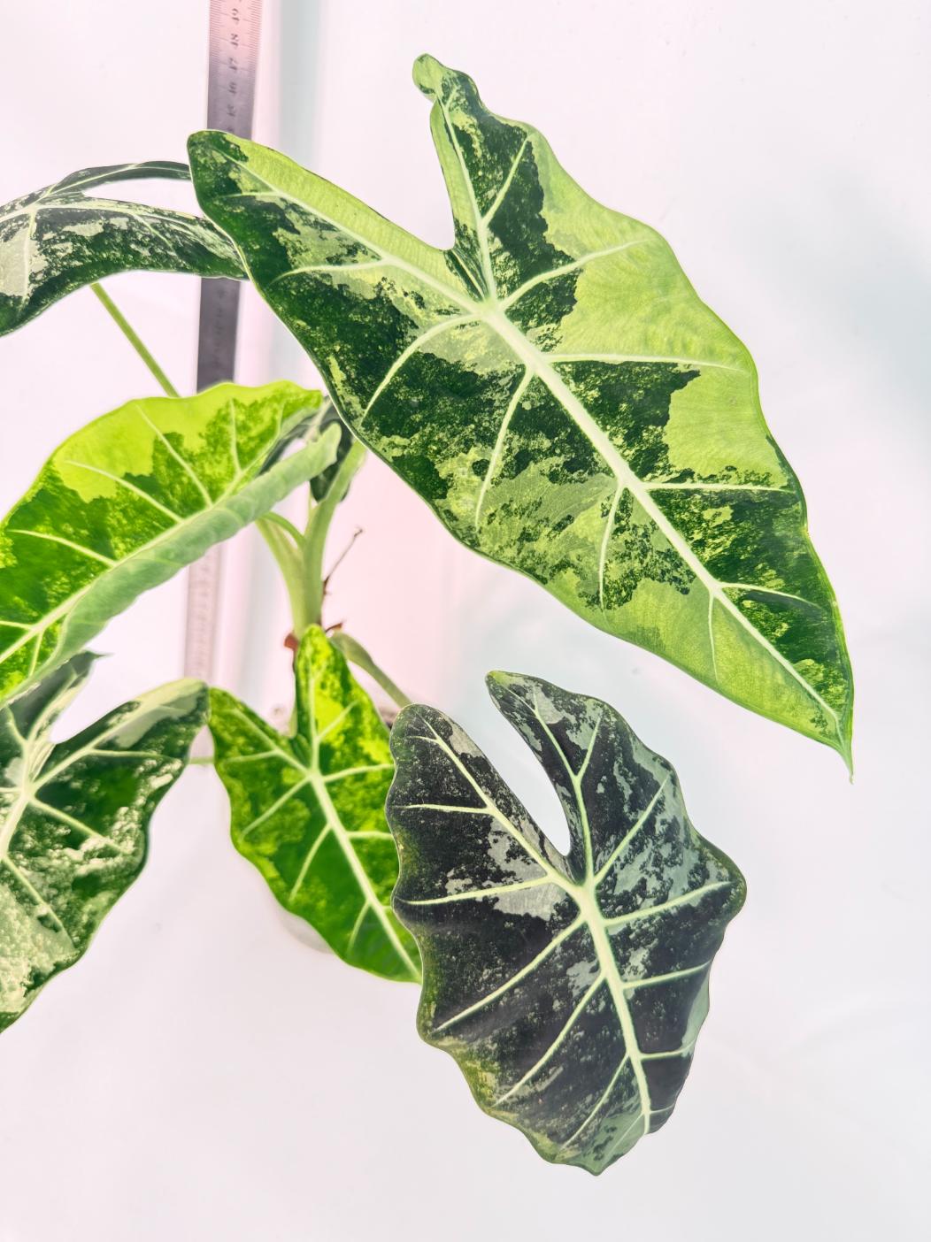 Alocasia Frydek Variegata 5