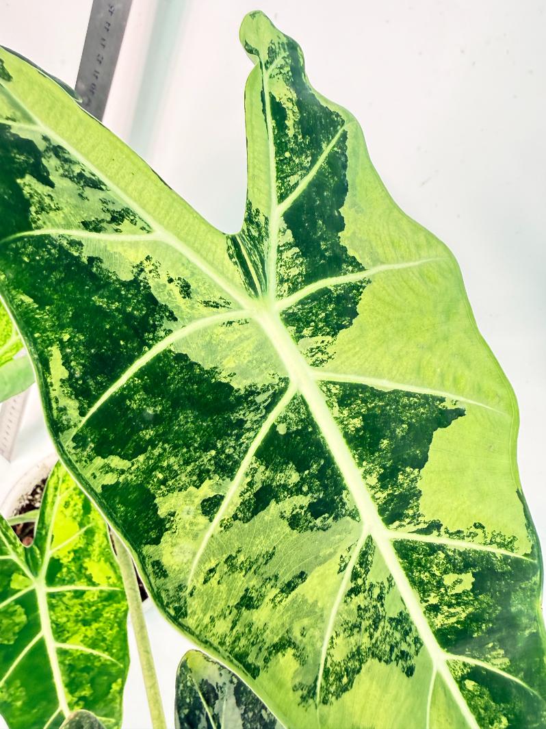 Alocasia Frydek Variegata 3