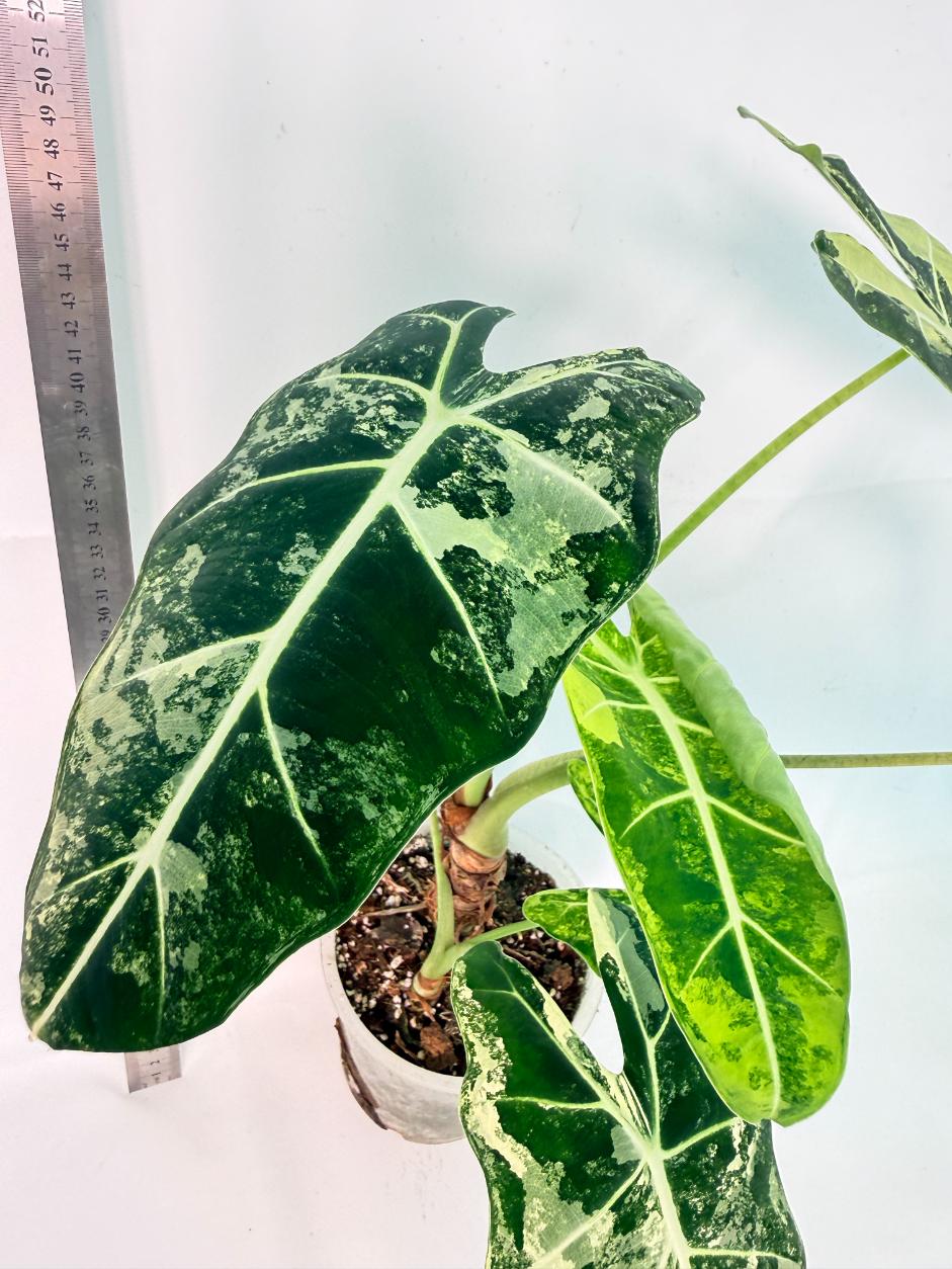 Alocasia Frydek Variegata 6