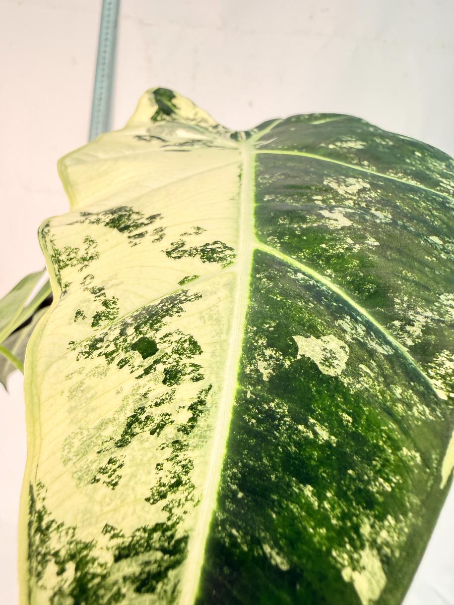 Alocasia Frydek Variegata 2