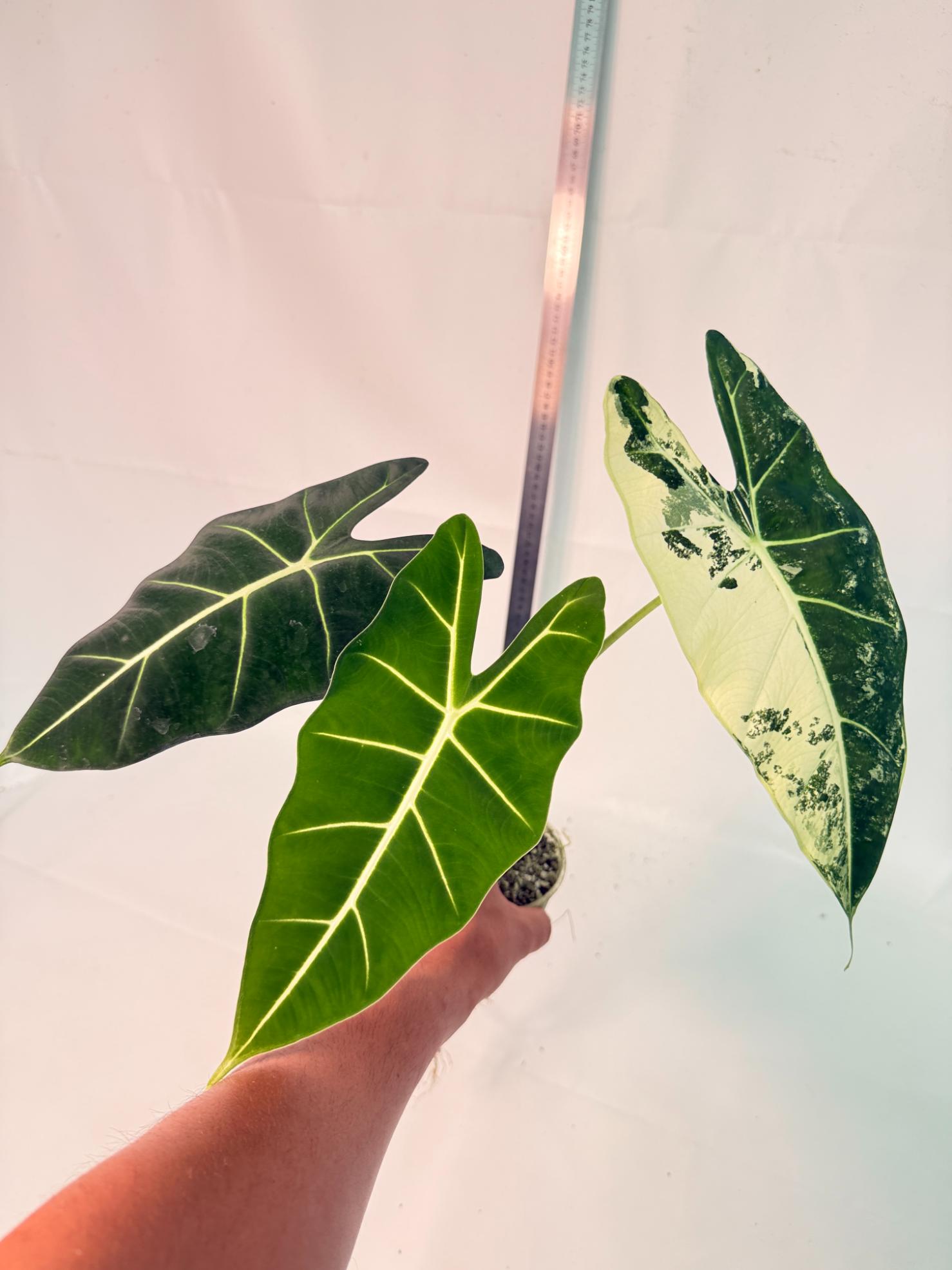 Alocasia Frydek Variegata 6