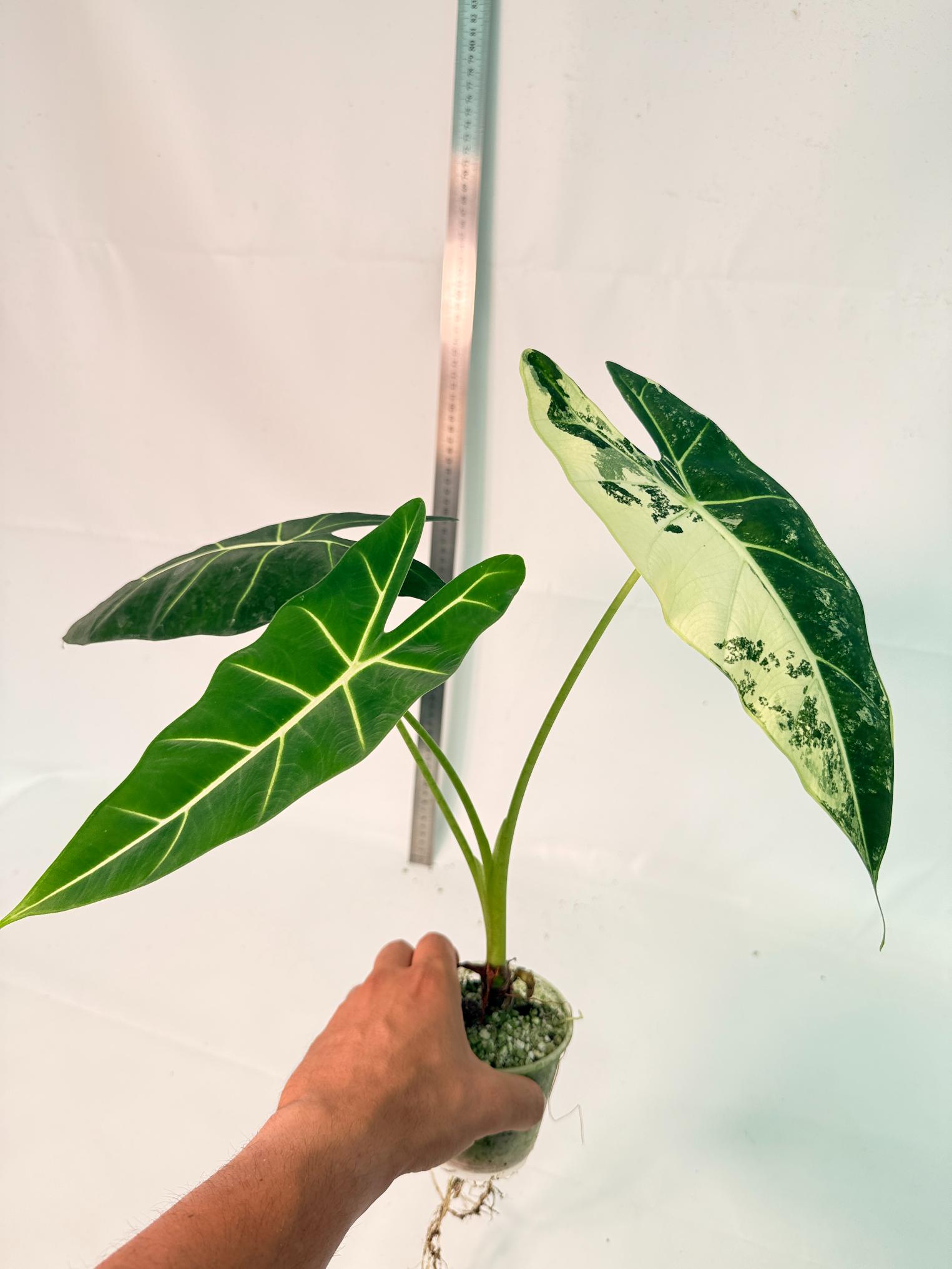 Alocasia Frydek Variegata 10
