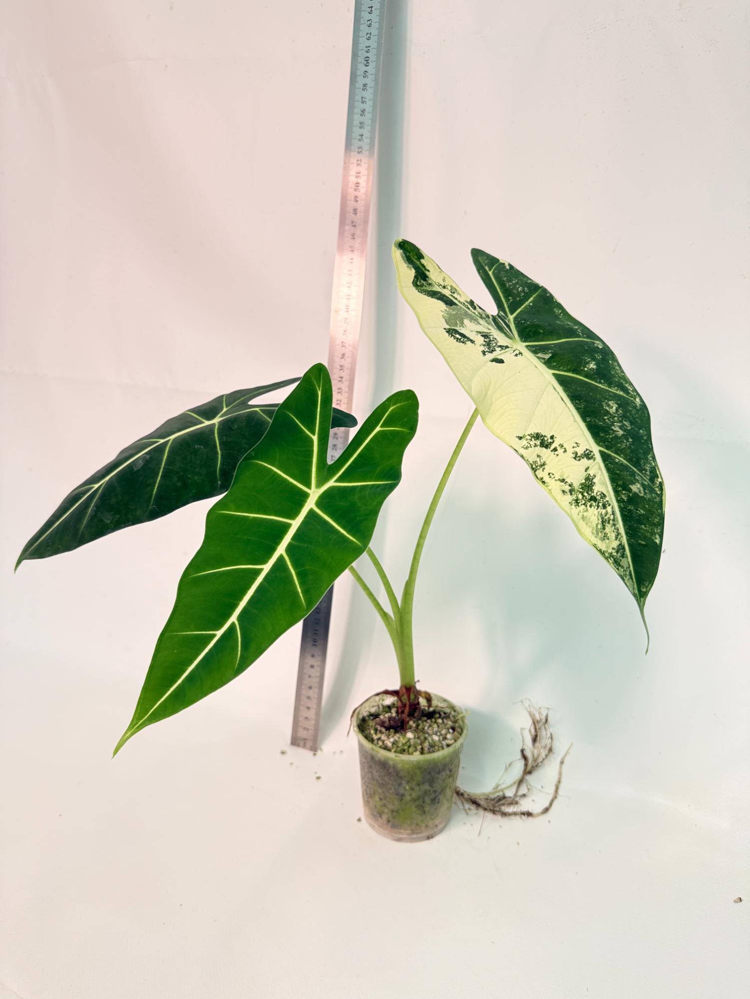 Alocasia Frydek Variegata 3