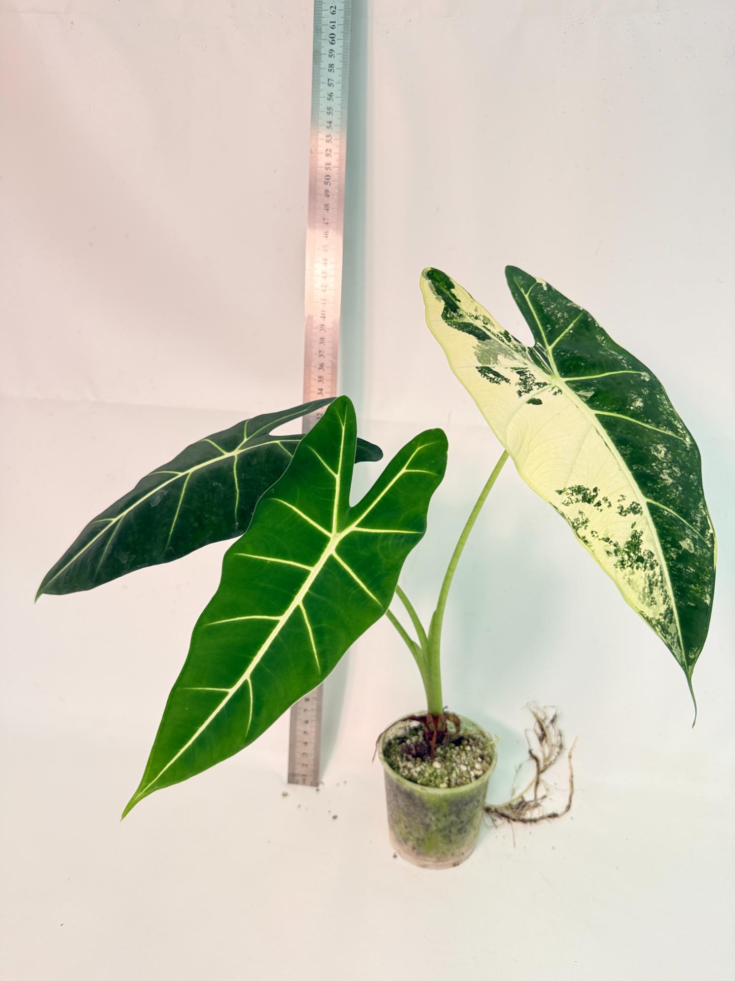 Alocasia Frydek Variegata 1