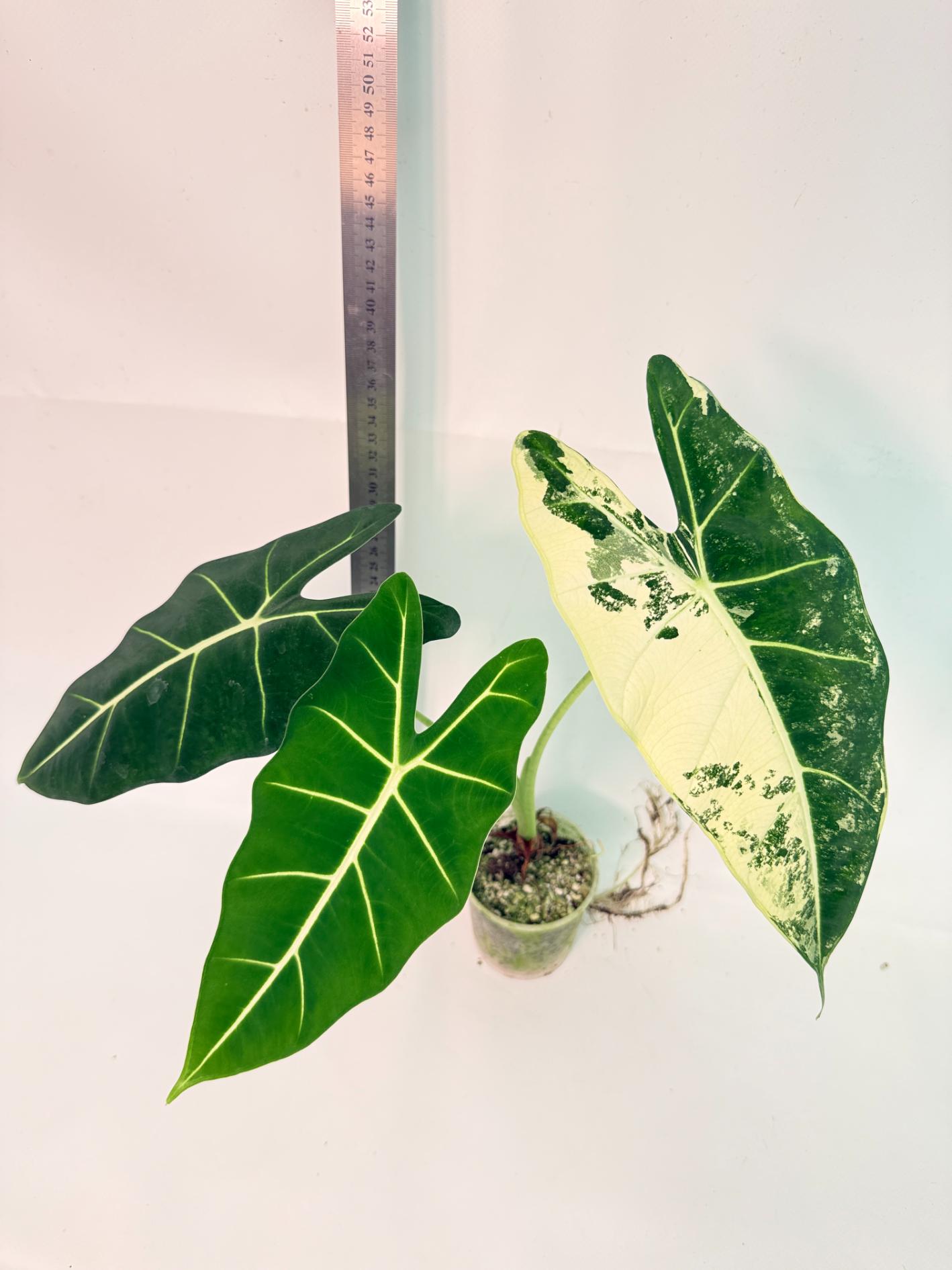 Alocasia Frydek Variegata 5
