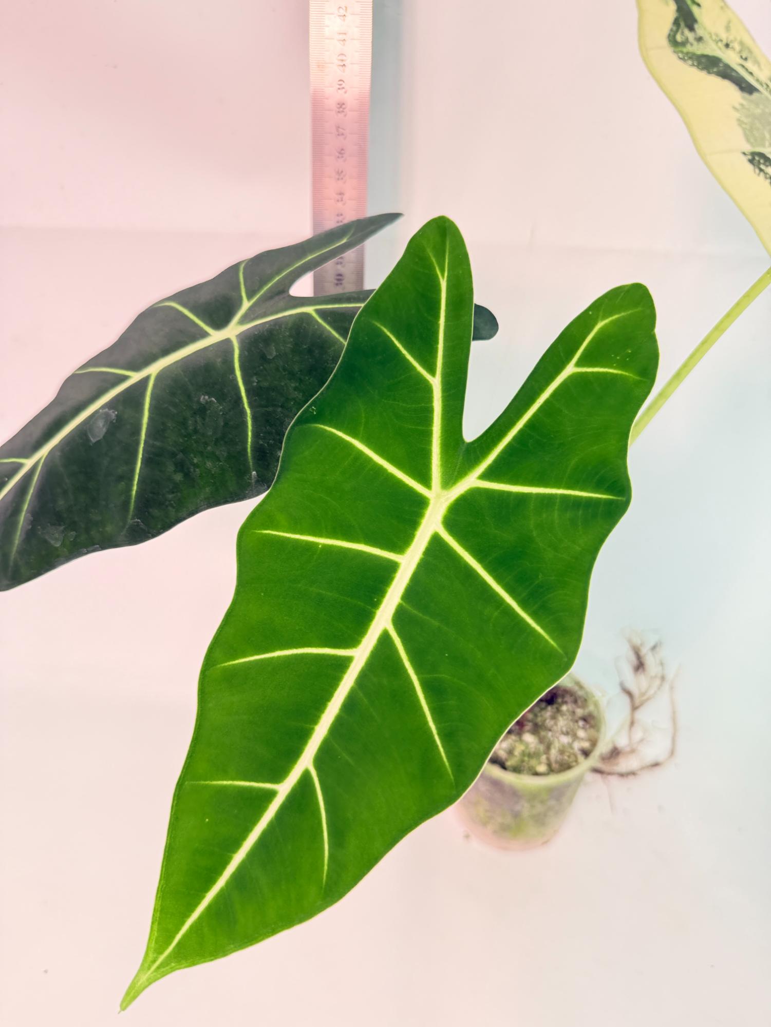 Alocasia Frydek Variegata 4
