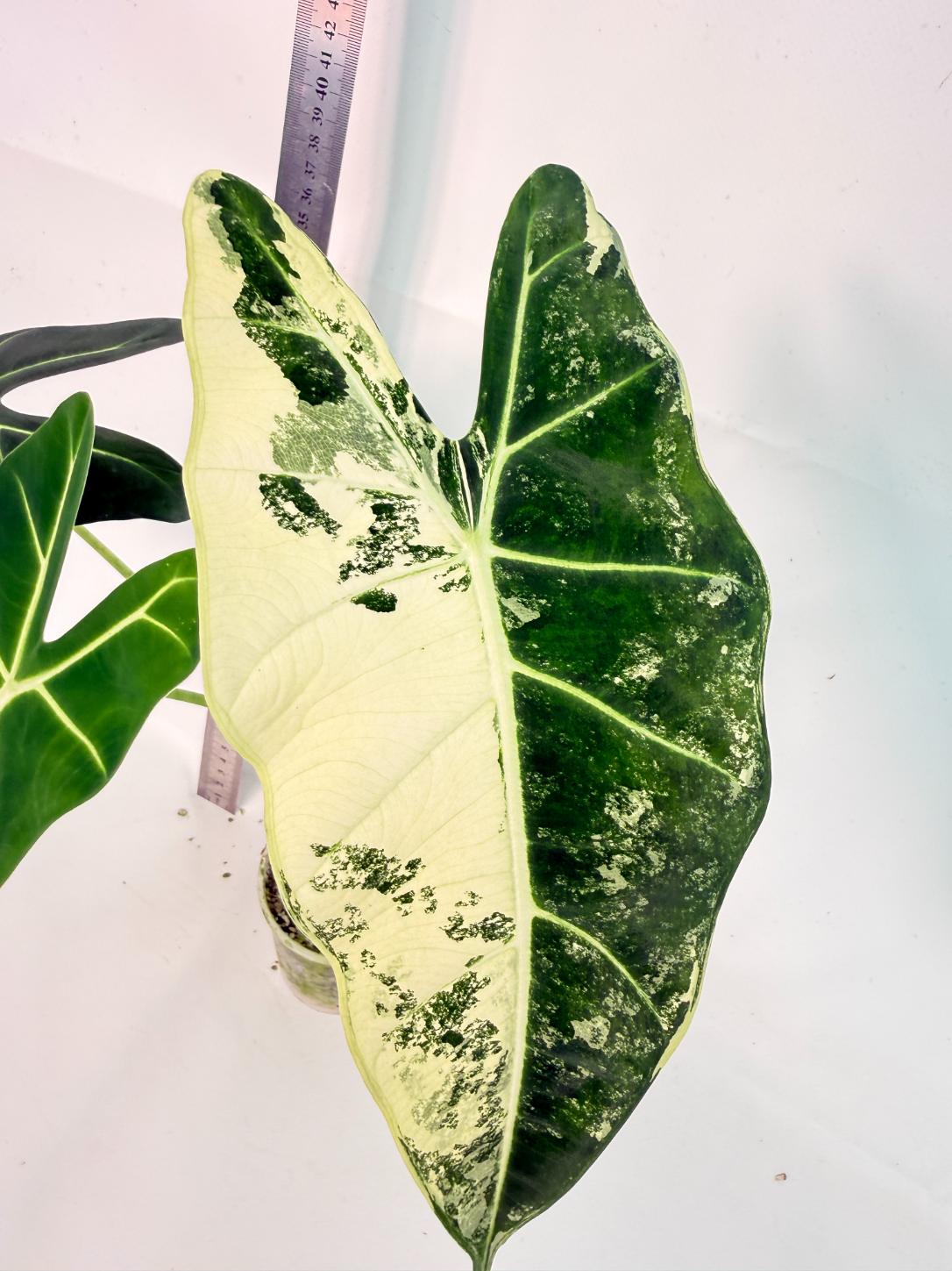 Alocasia Frydek Variegata 7