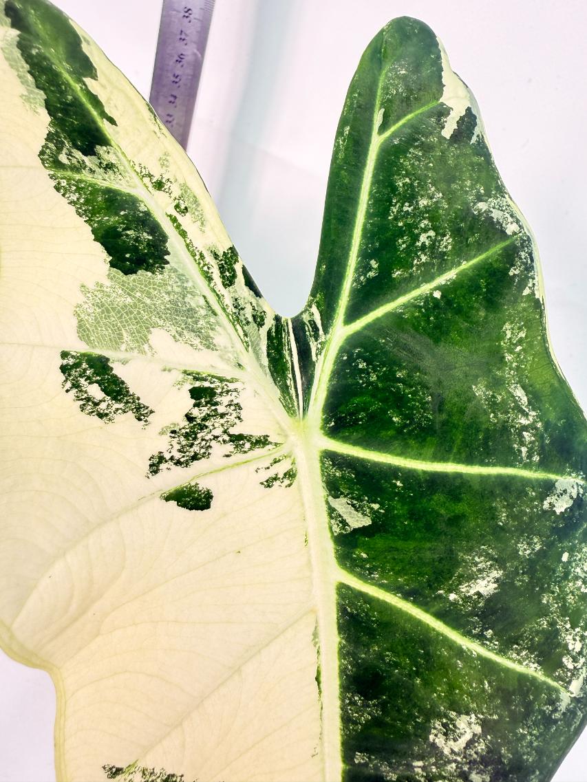 Alocasia Frydek Variegata 8