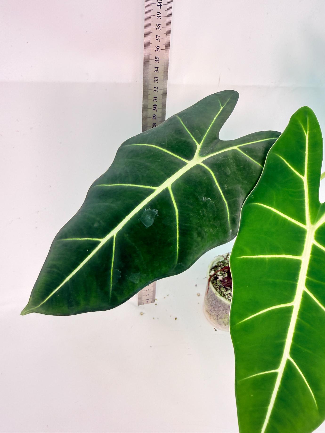 Alocasia Frydek Variegata 9