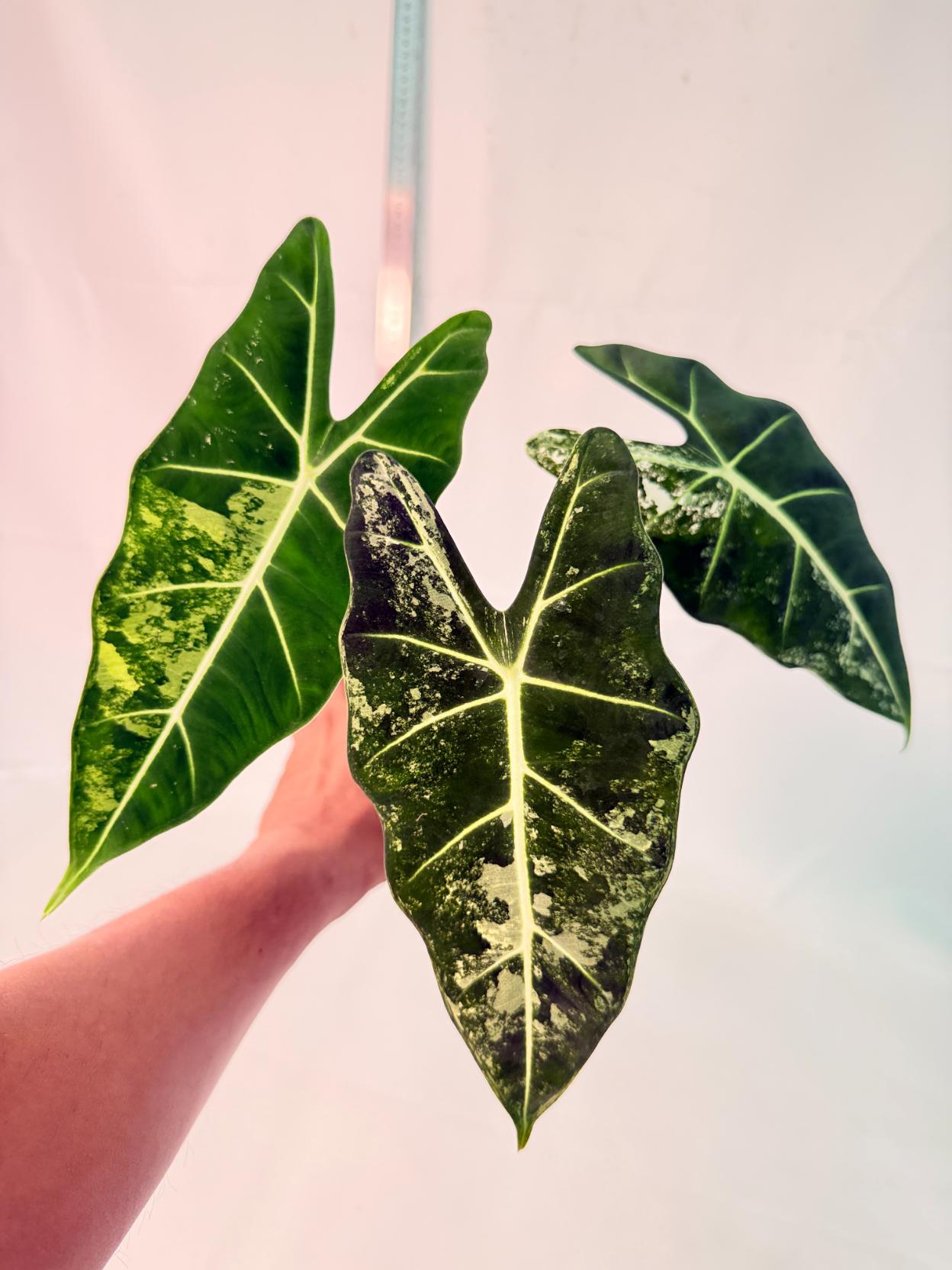 Alocasia Frydek Variegata 6