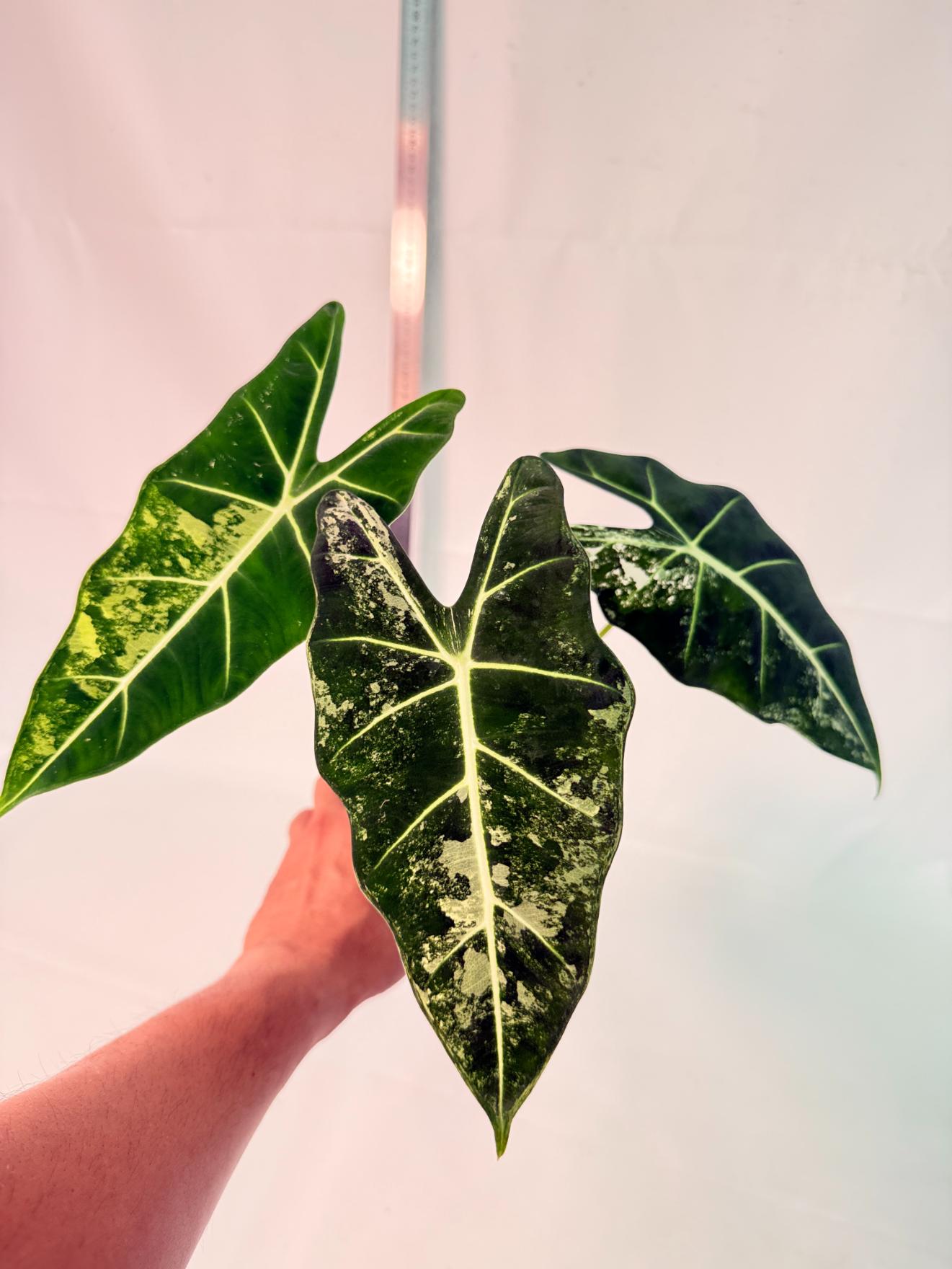 Alocasia Frydek Variegata 8