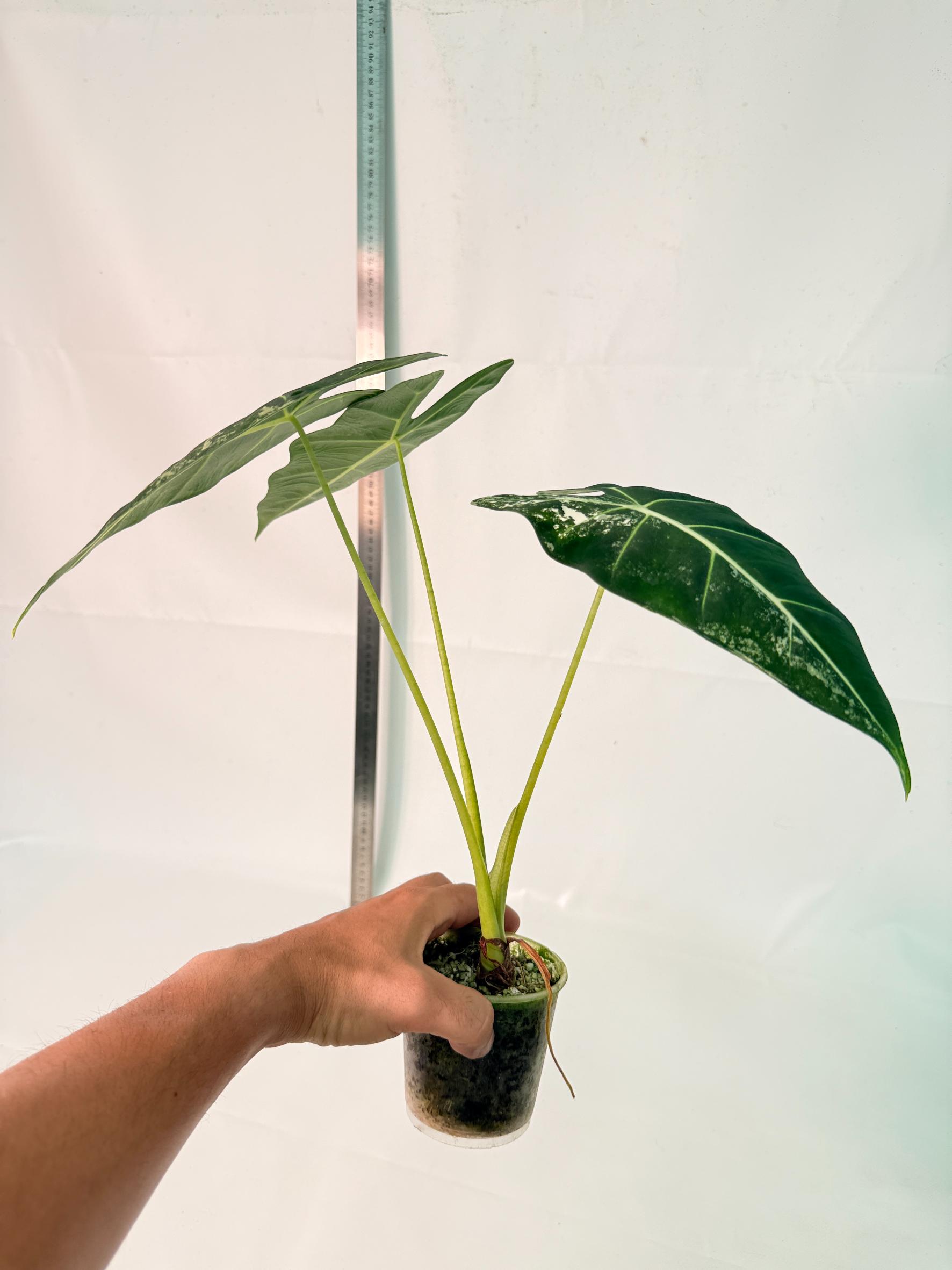 Alocasia Frydek Variegata 10