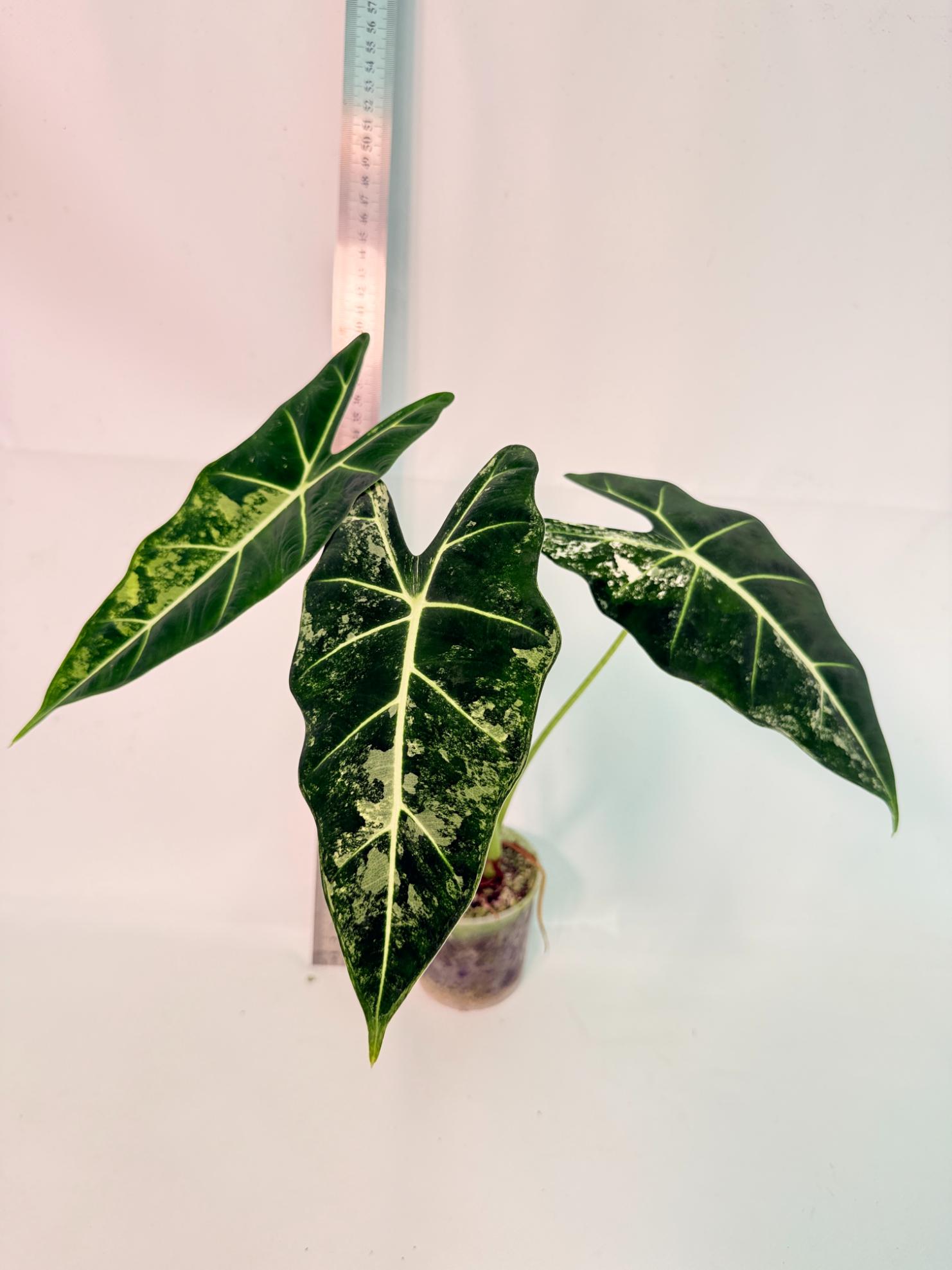 Alocasia Frydek Variegata 1
