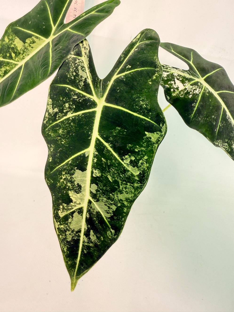 Alocasia Frydek Variegata 9