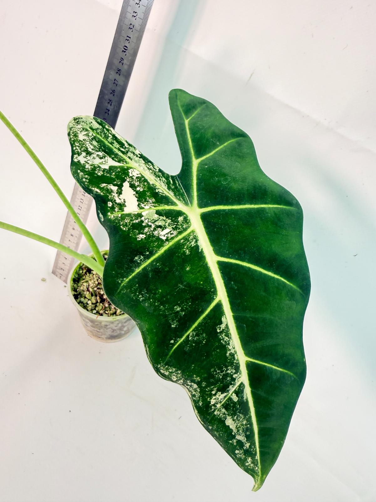 Alocasia Frydek Variegata 5