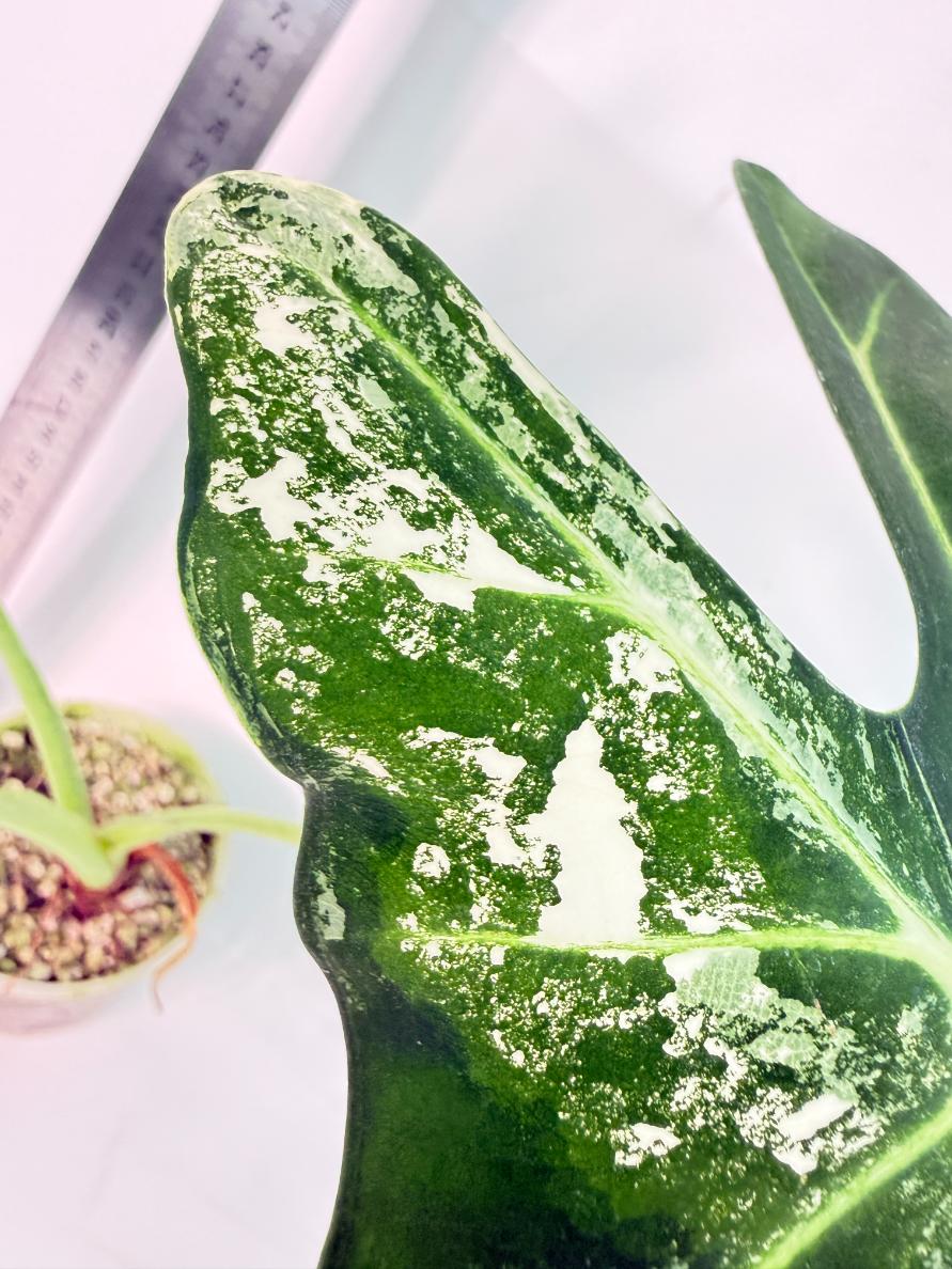 Alocasia Frydek Variegata 4