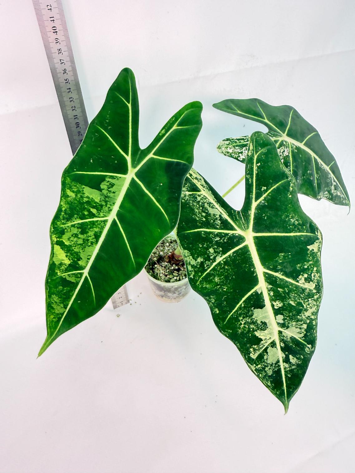 Alocasia Frydek Variegata 7