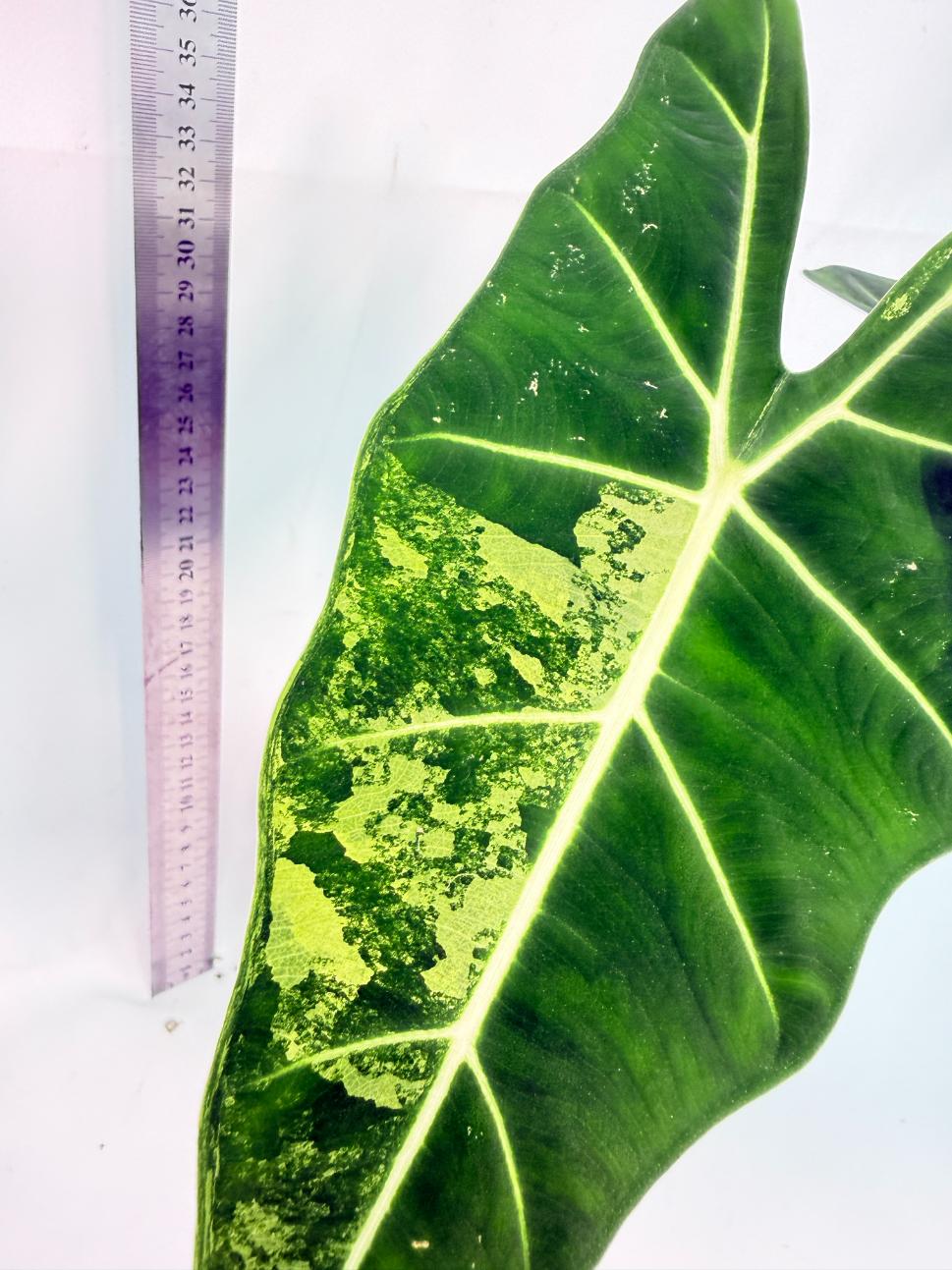 Alocasia Frydek Variegata 3