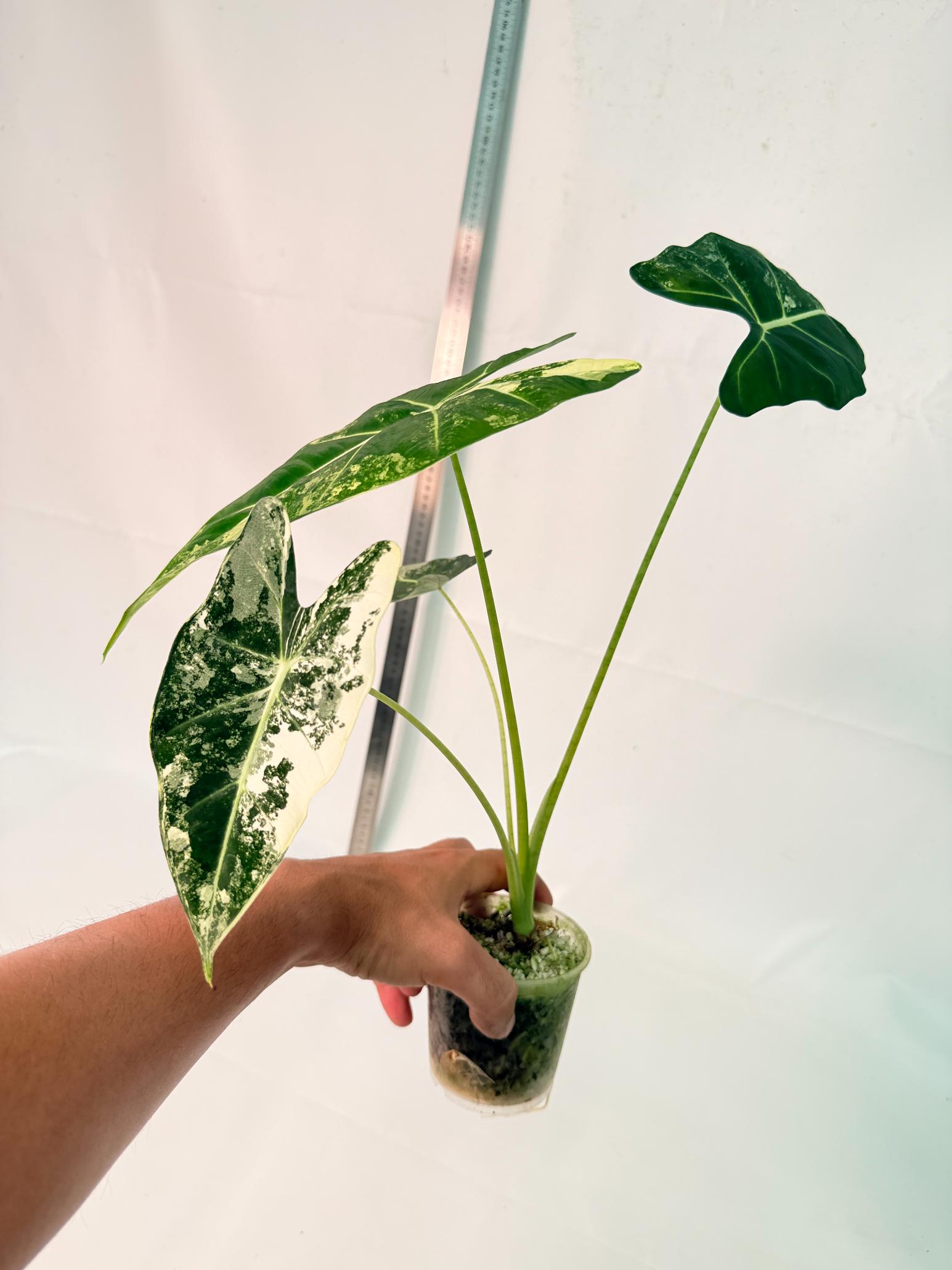 Alocasia Frydek Variegata 5