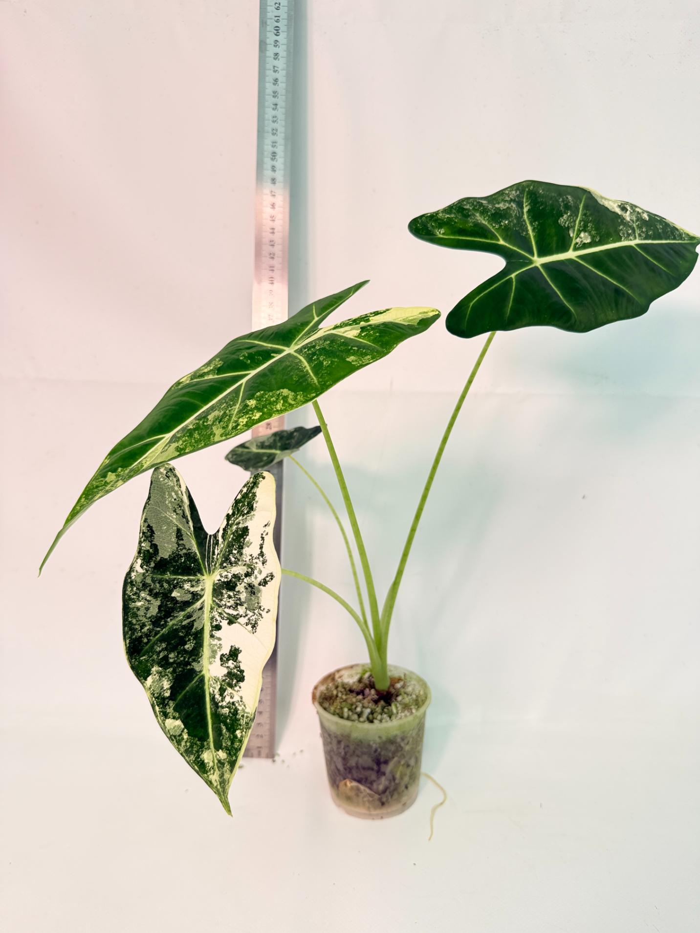 Alocasia Frydek Variegata 1