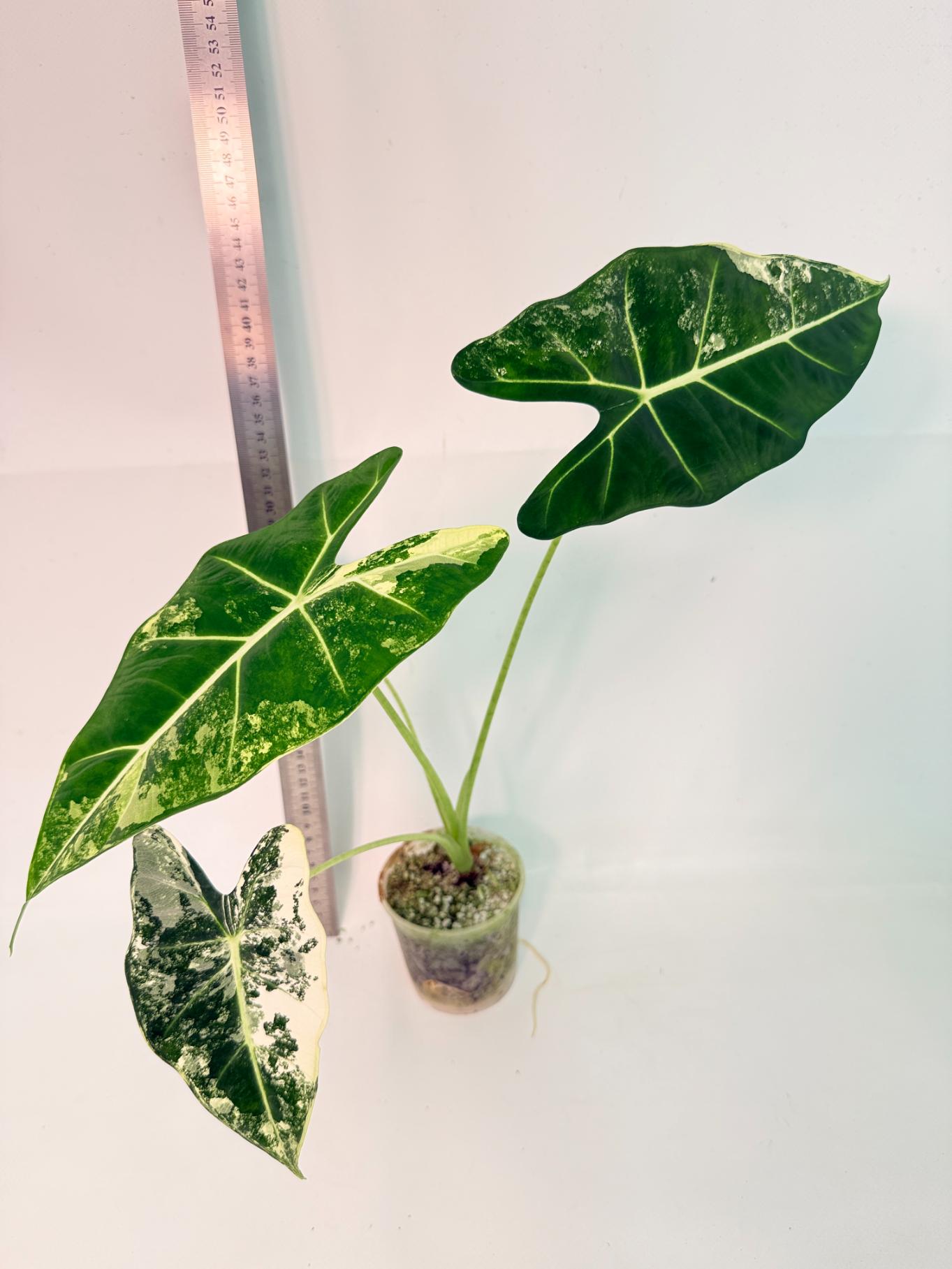 Alocasia Frydek Variegata 3