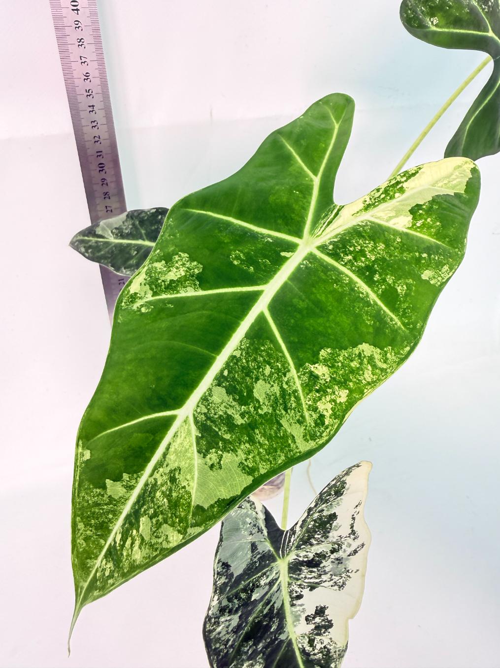 Alocasia Frydek Variegata 4