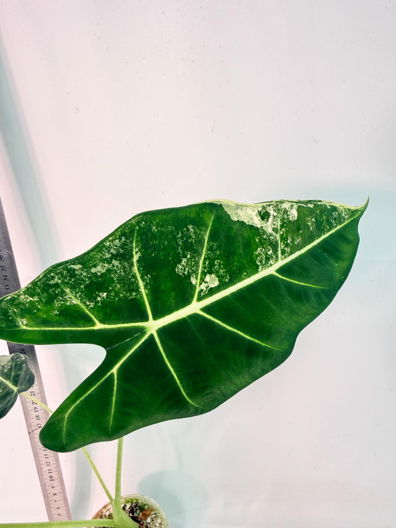 Alocasia Frydek Variegata 6