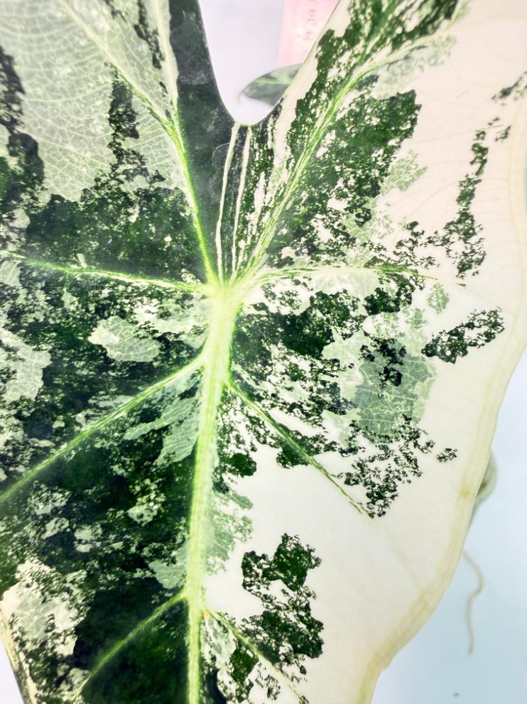 Alocasia Frydek Variegata 7