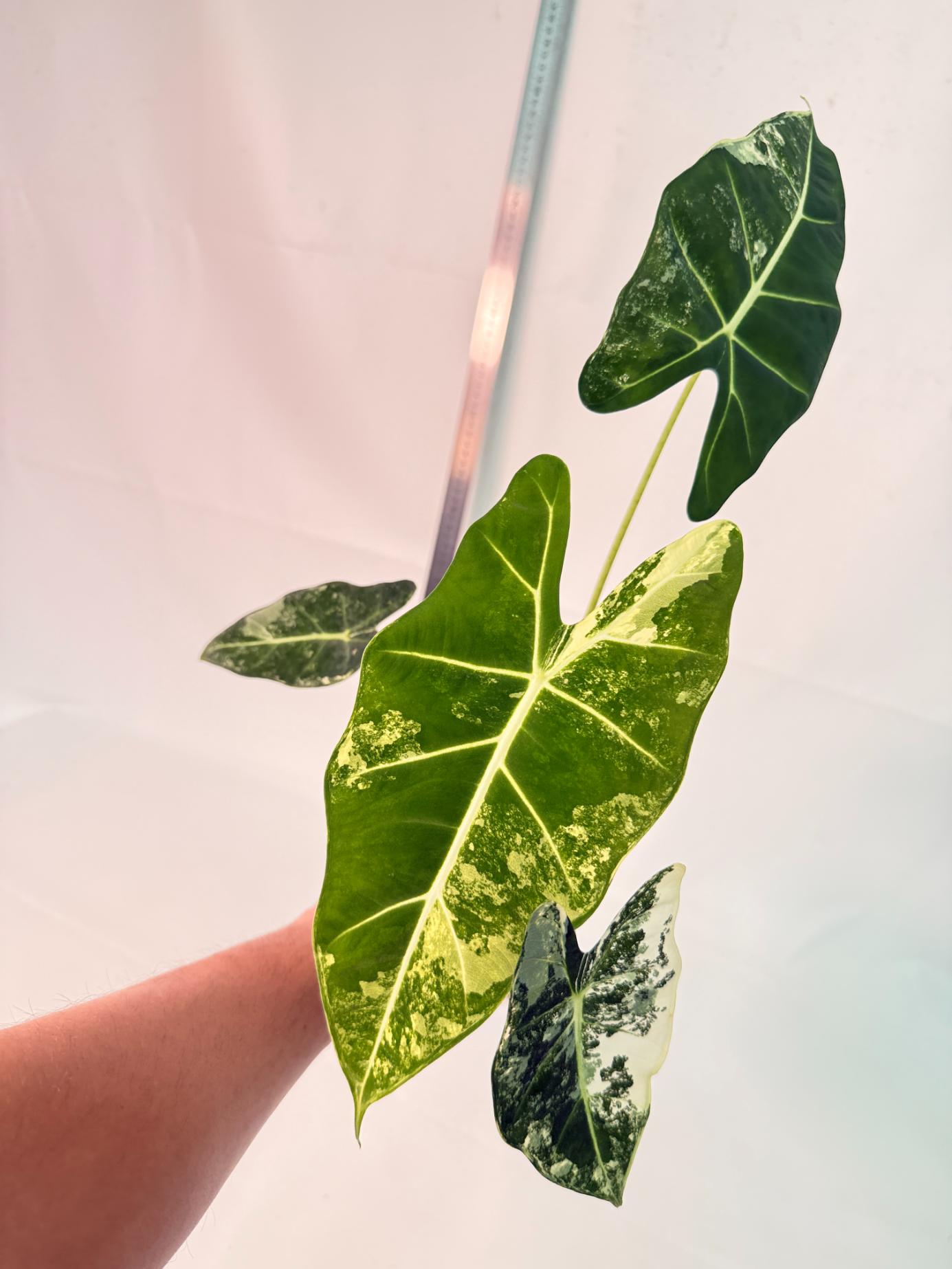 Alocasia Frydek Variegata 8
