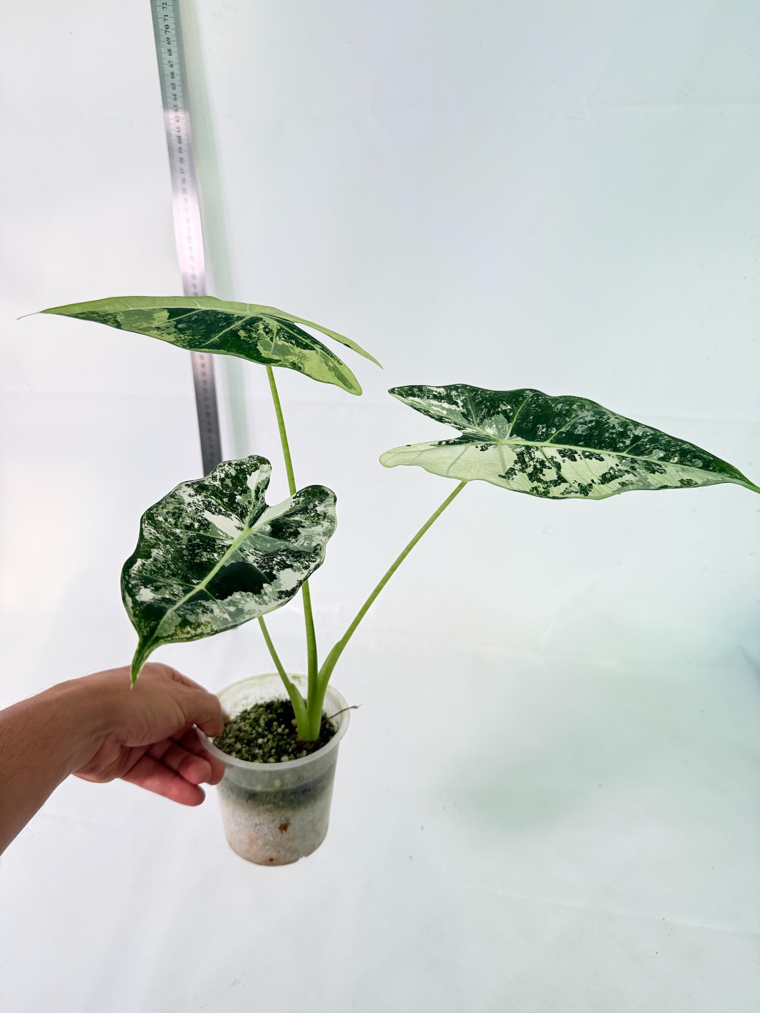 Alocasia Frydek Variegata 10