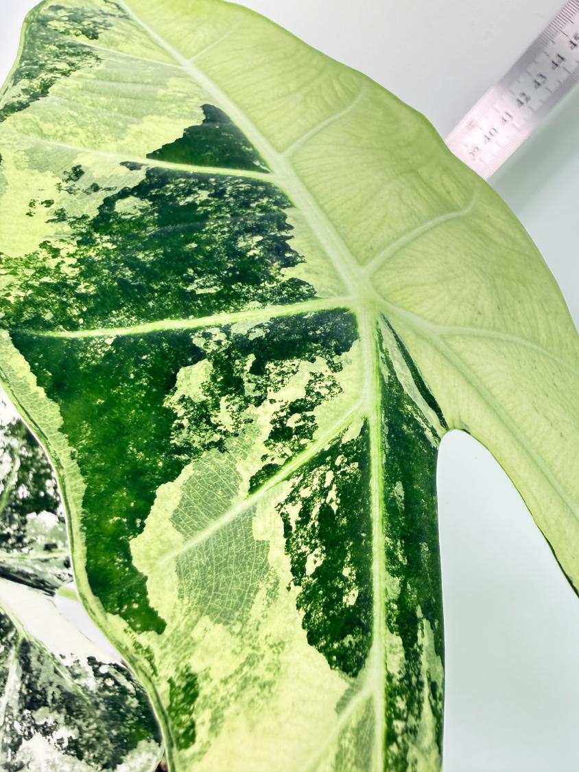 Alocasia Frydek Variegata 8