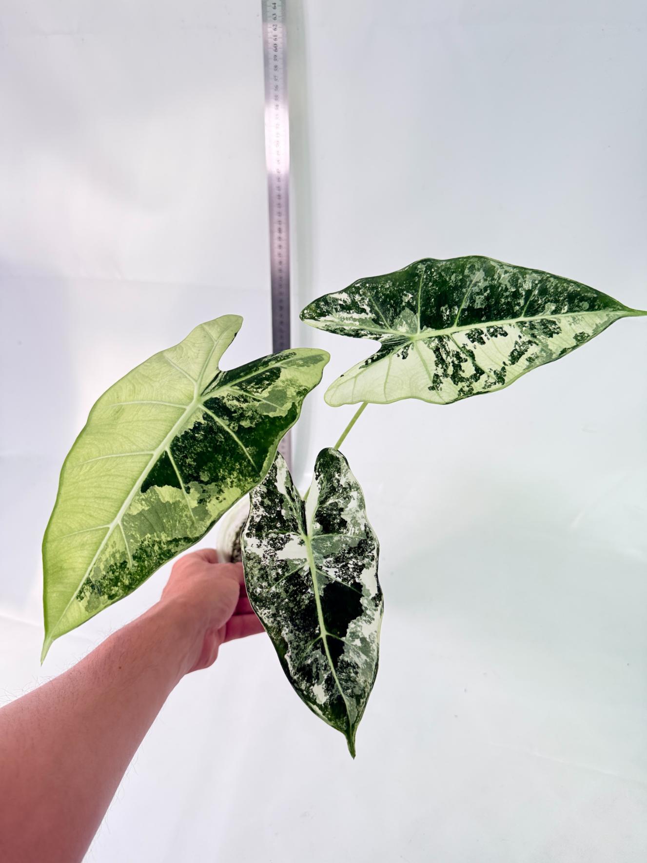 Alocasia Frydek Variegata 9