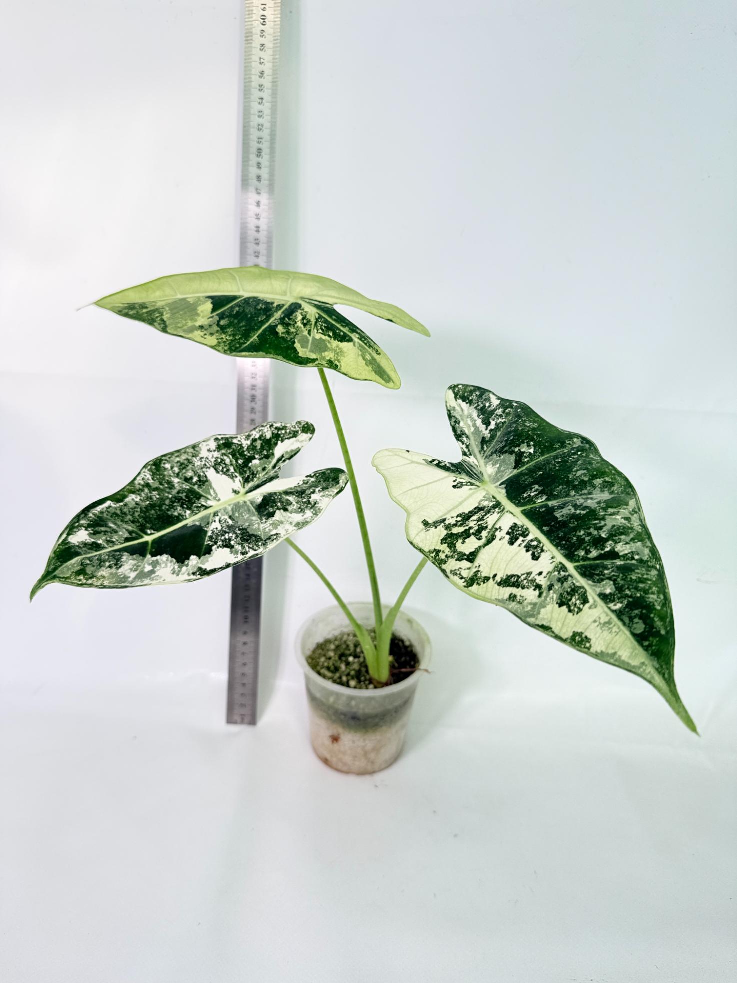 Alocasia Frydek Variegata 1