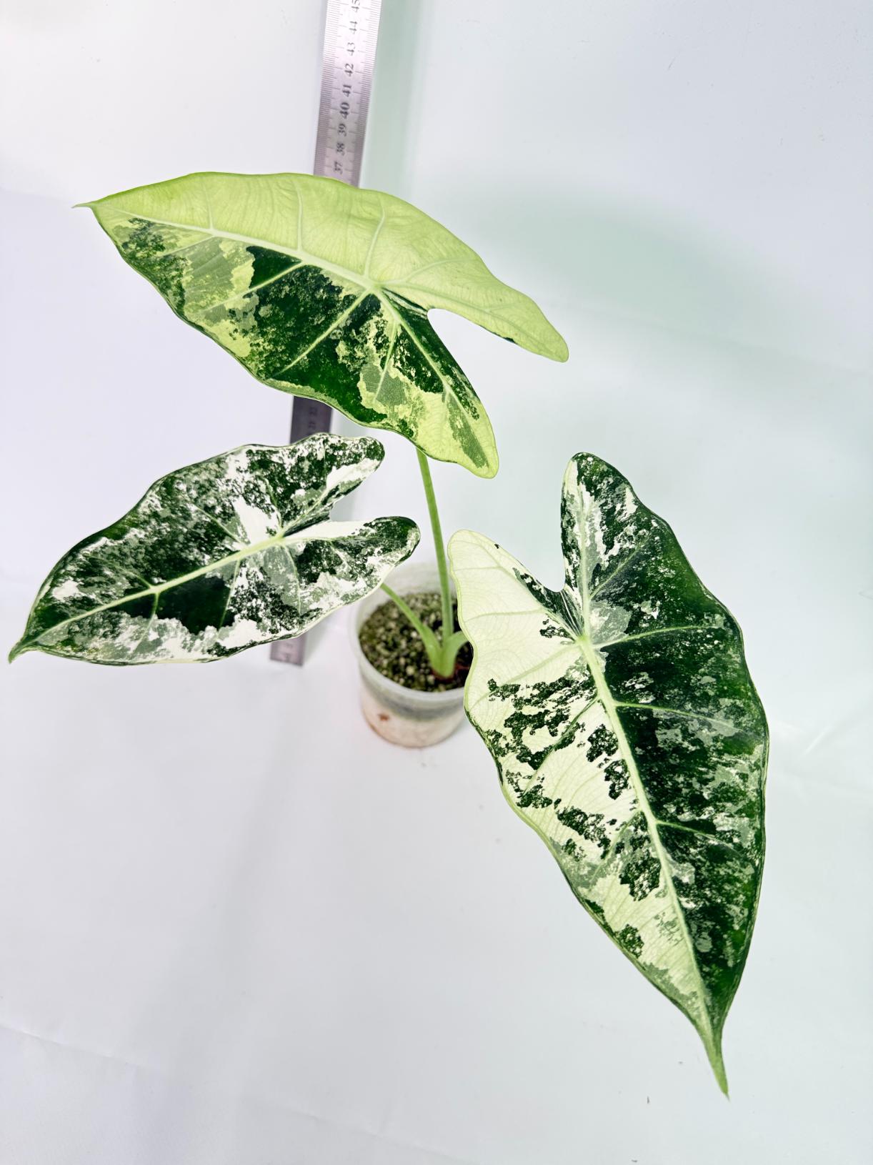 Alocasia Frydek Variegata 5