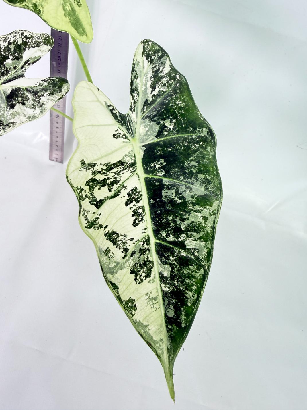 Alocasia Frydek Variegata 6