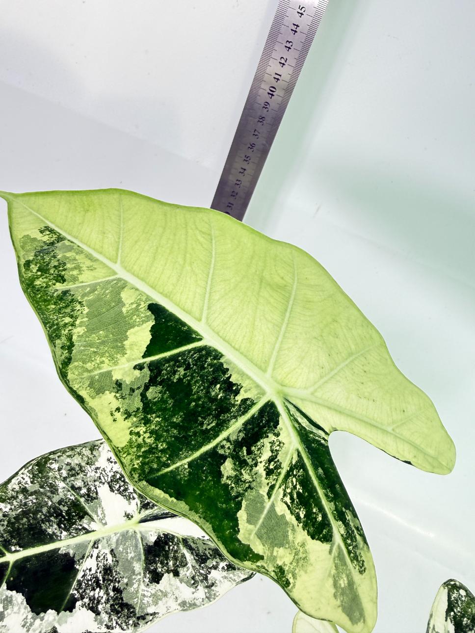 Alocasia Frydek Variegata 4