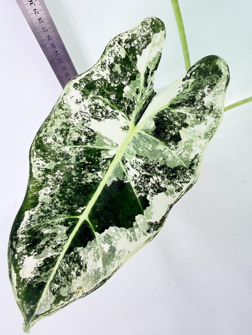 Alocasia Frydek Variegata 2