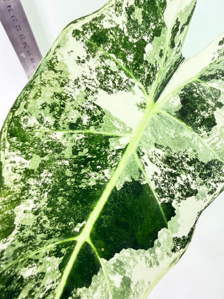 Alocasia Frydek Variegata 3