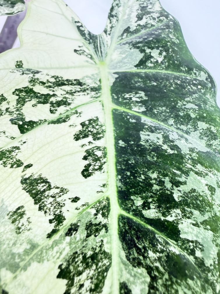 Alocasia Frydek Variegata 7