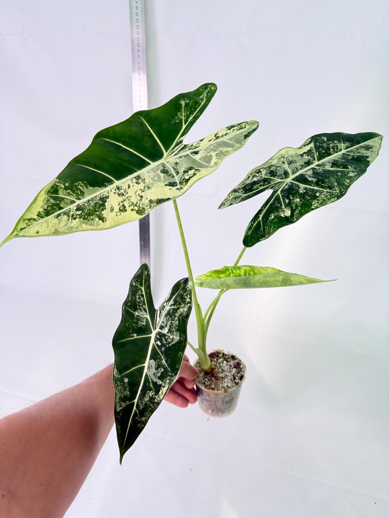 Alocasia Frydek Variegata 10